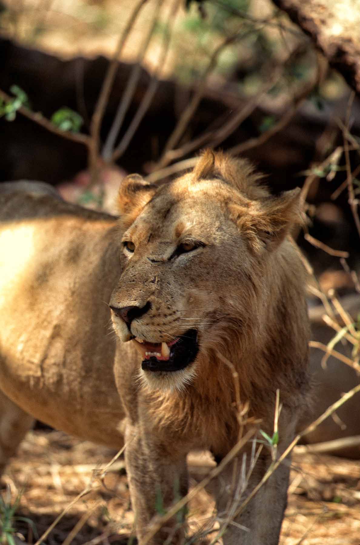 A.AFR.Lion00017_opt.jpg