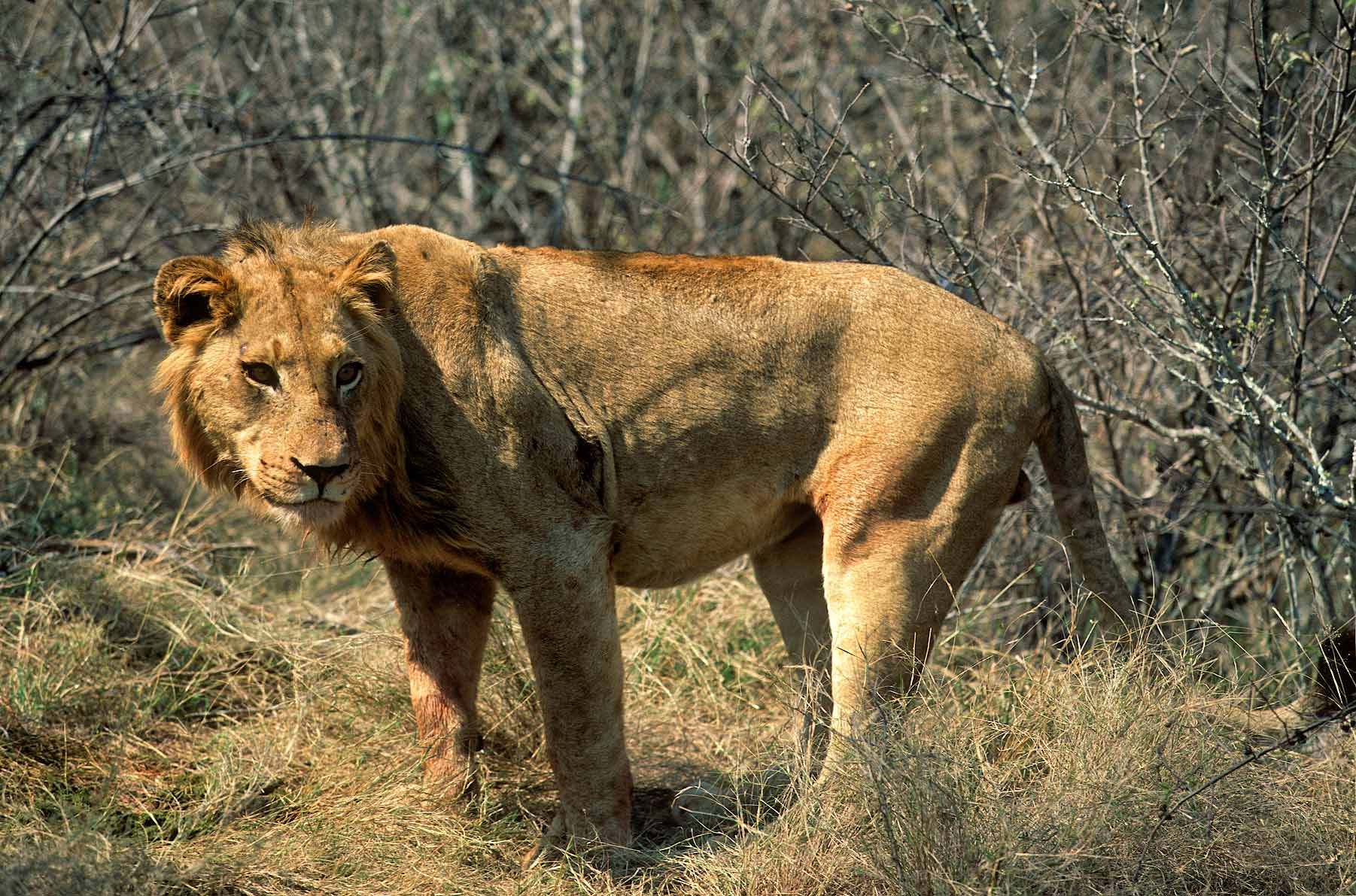 A.AFR.Lion00009_opt.jpg