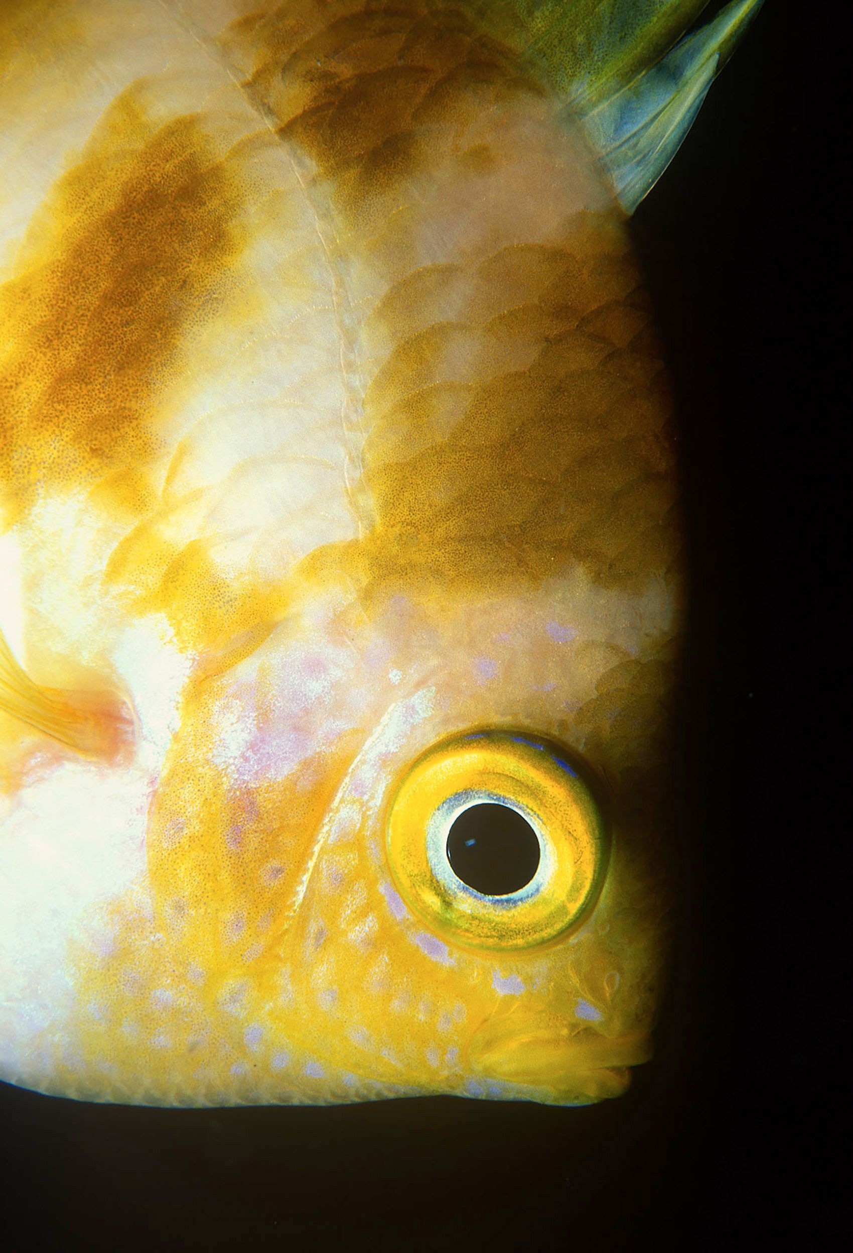 Marine Life 0143.jpg