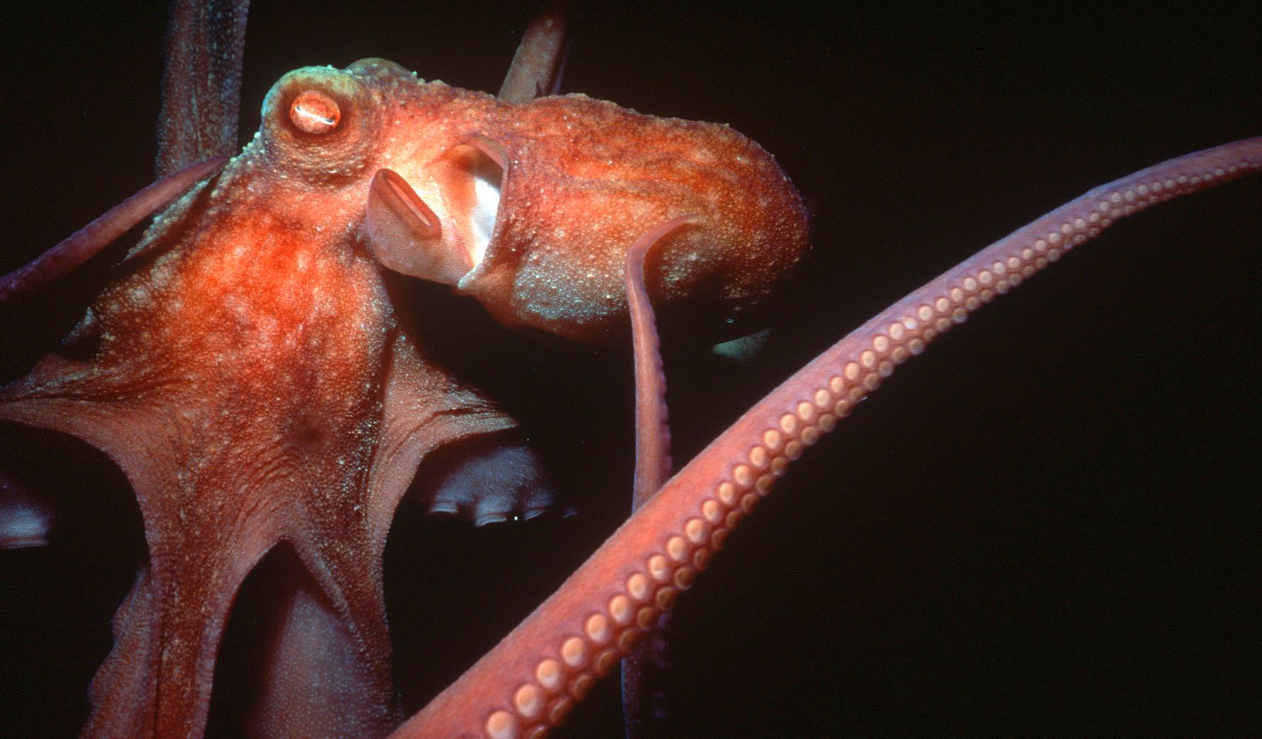 Marine Life 0293.jpg