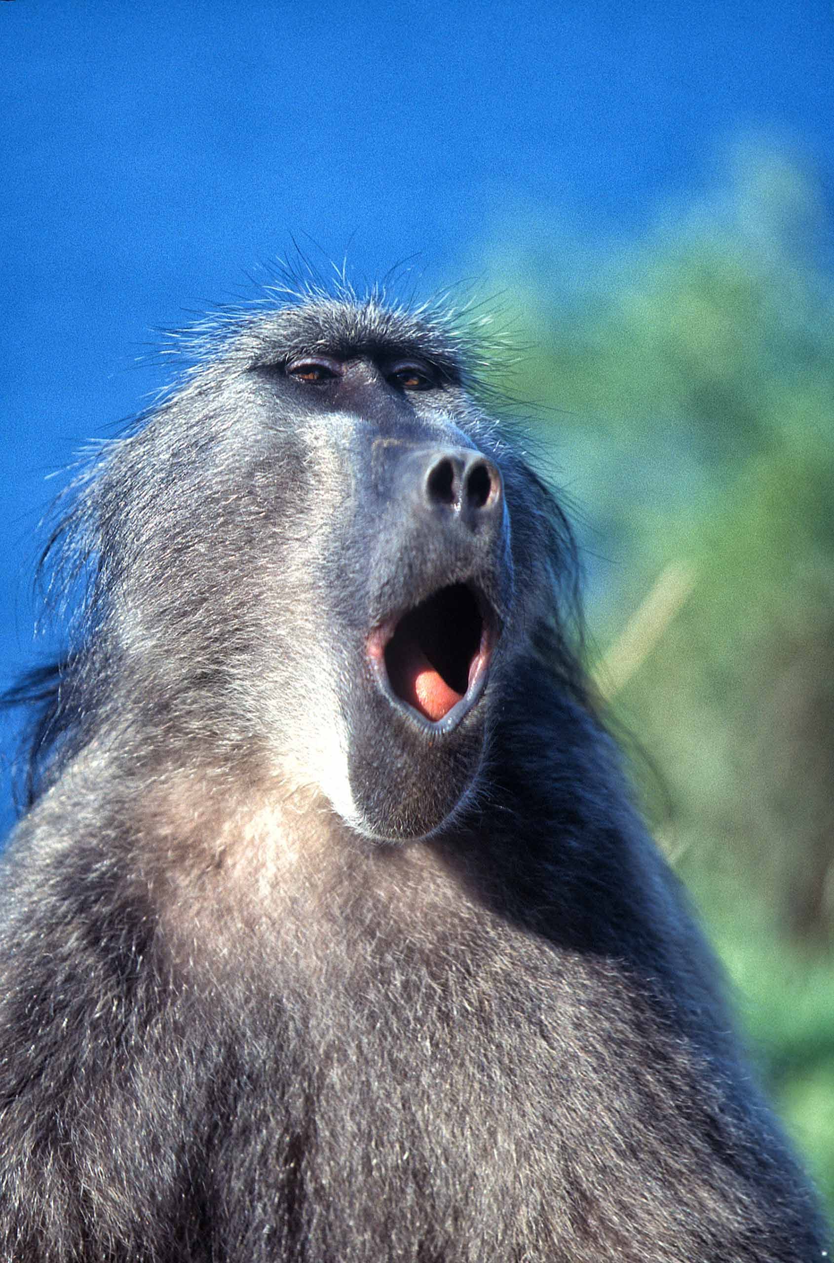 A.AFR.Baboon00016_opt.jpg