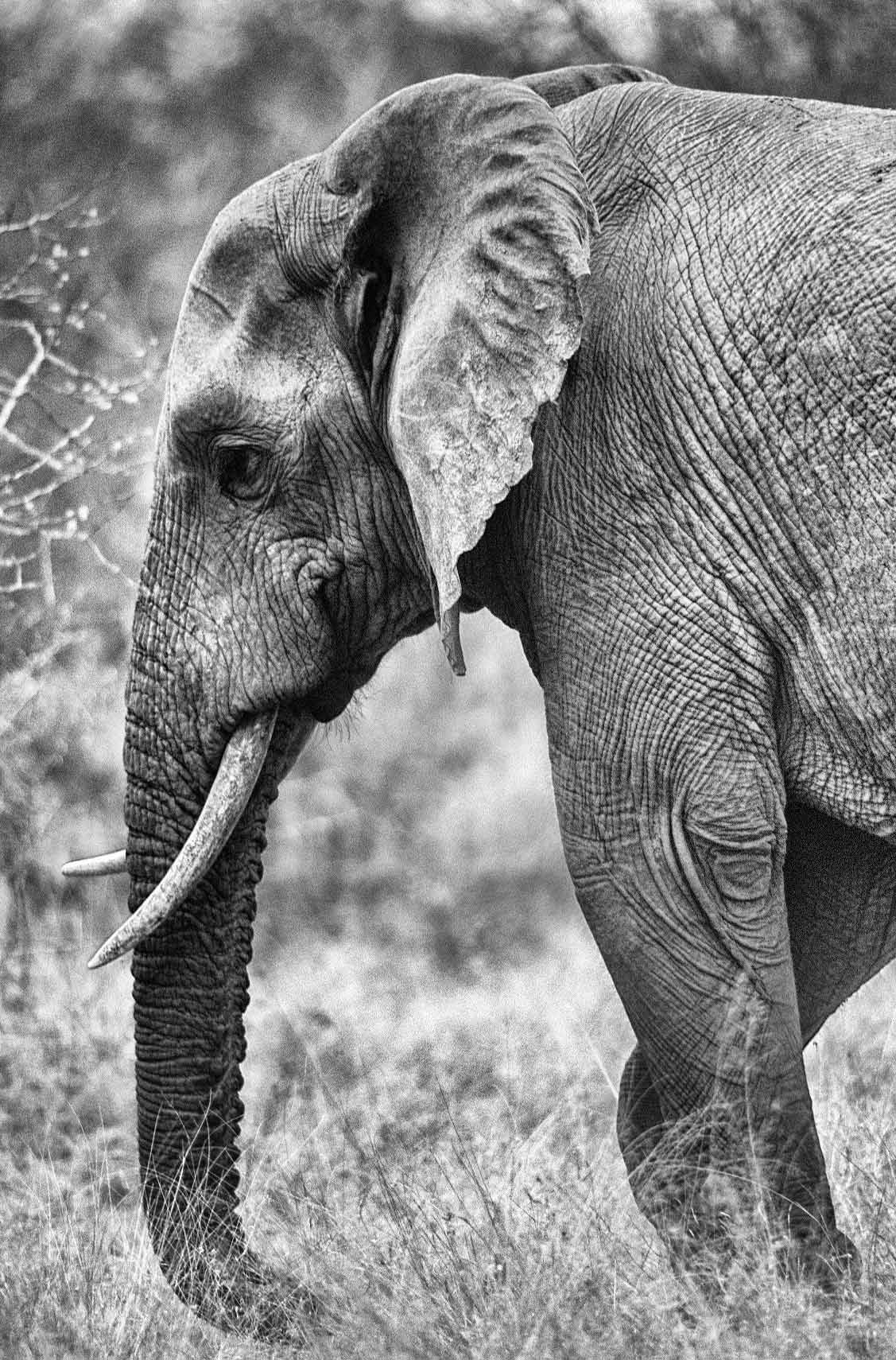 A.AFR.ELEPHANT000025bw_opt.jpg