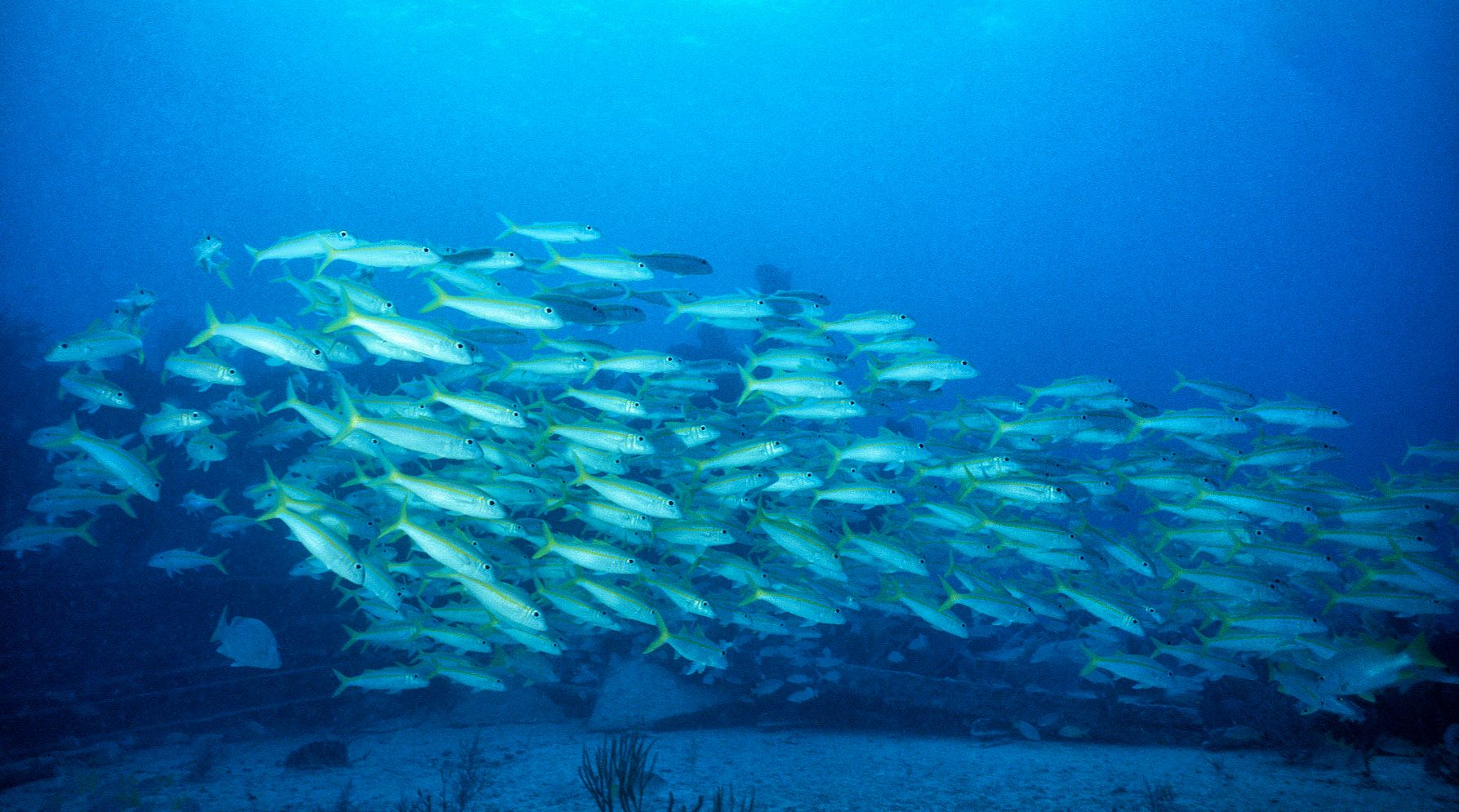 Marine Life 0028.jpg