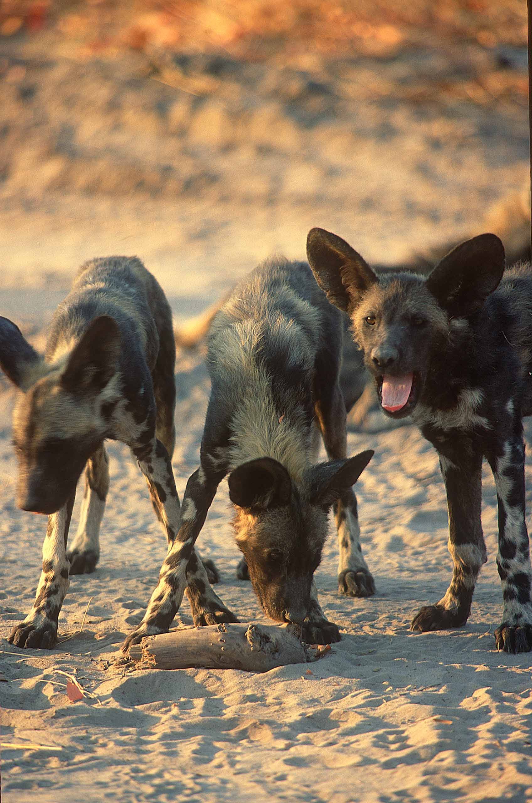 A.AFR.wilddogs0005_opt.jpg