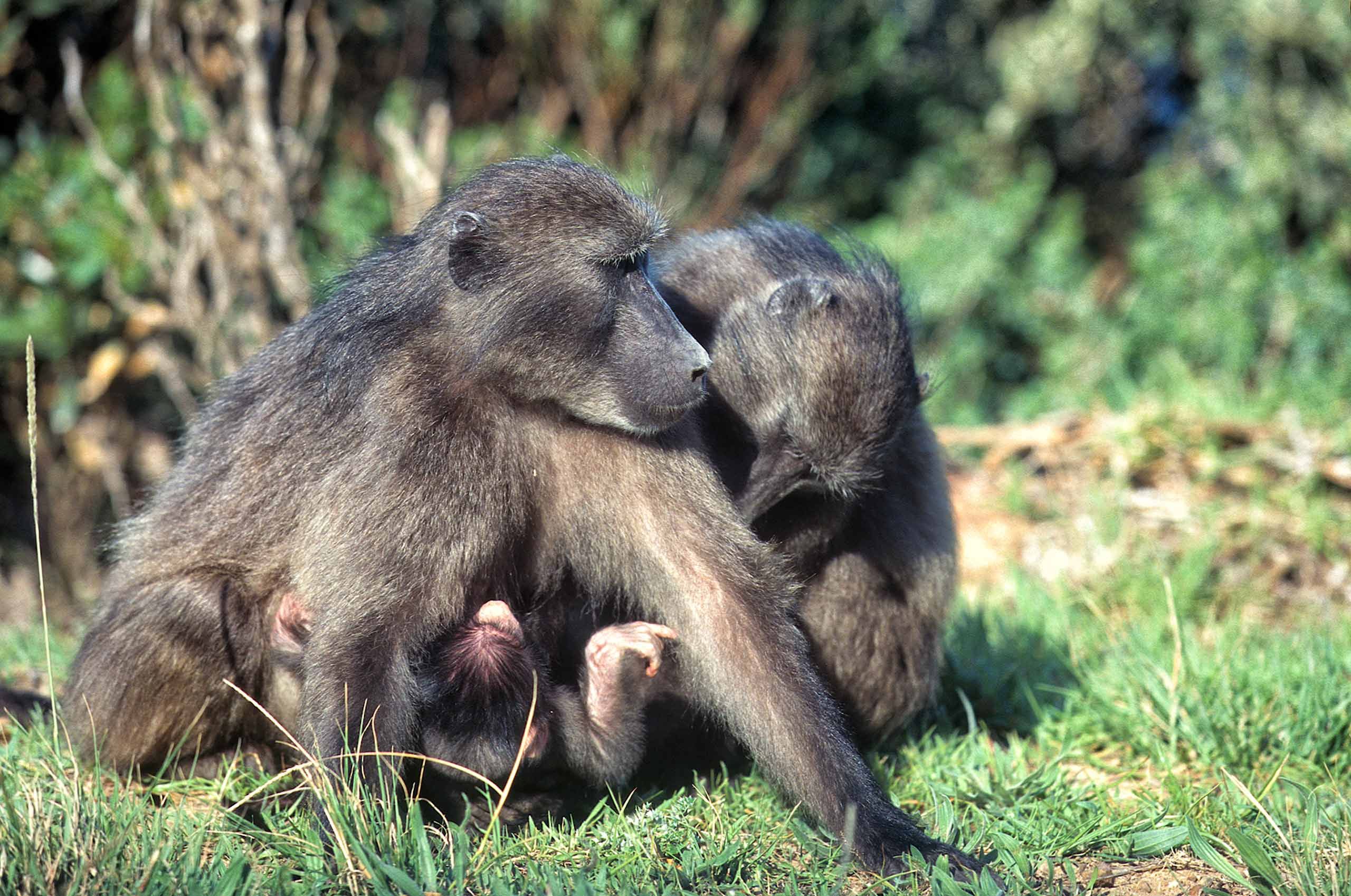 A.AFR.Baboon0006_opt.jpg