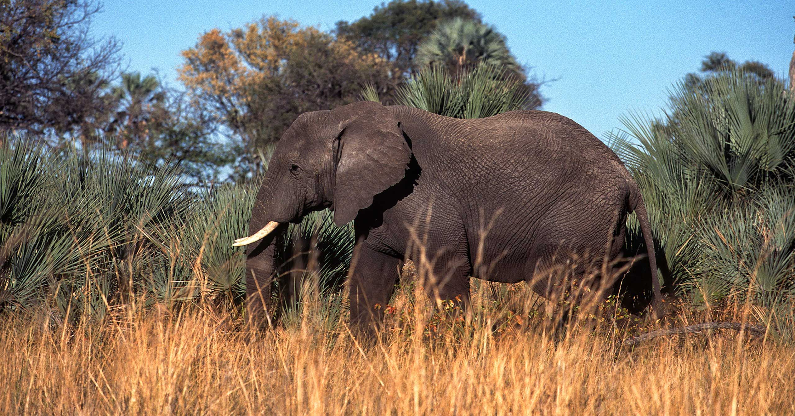 A.AFR.ELEPHANT000030_opt.jpg
