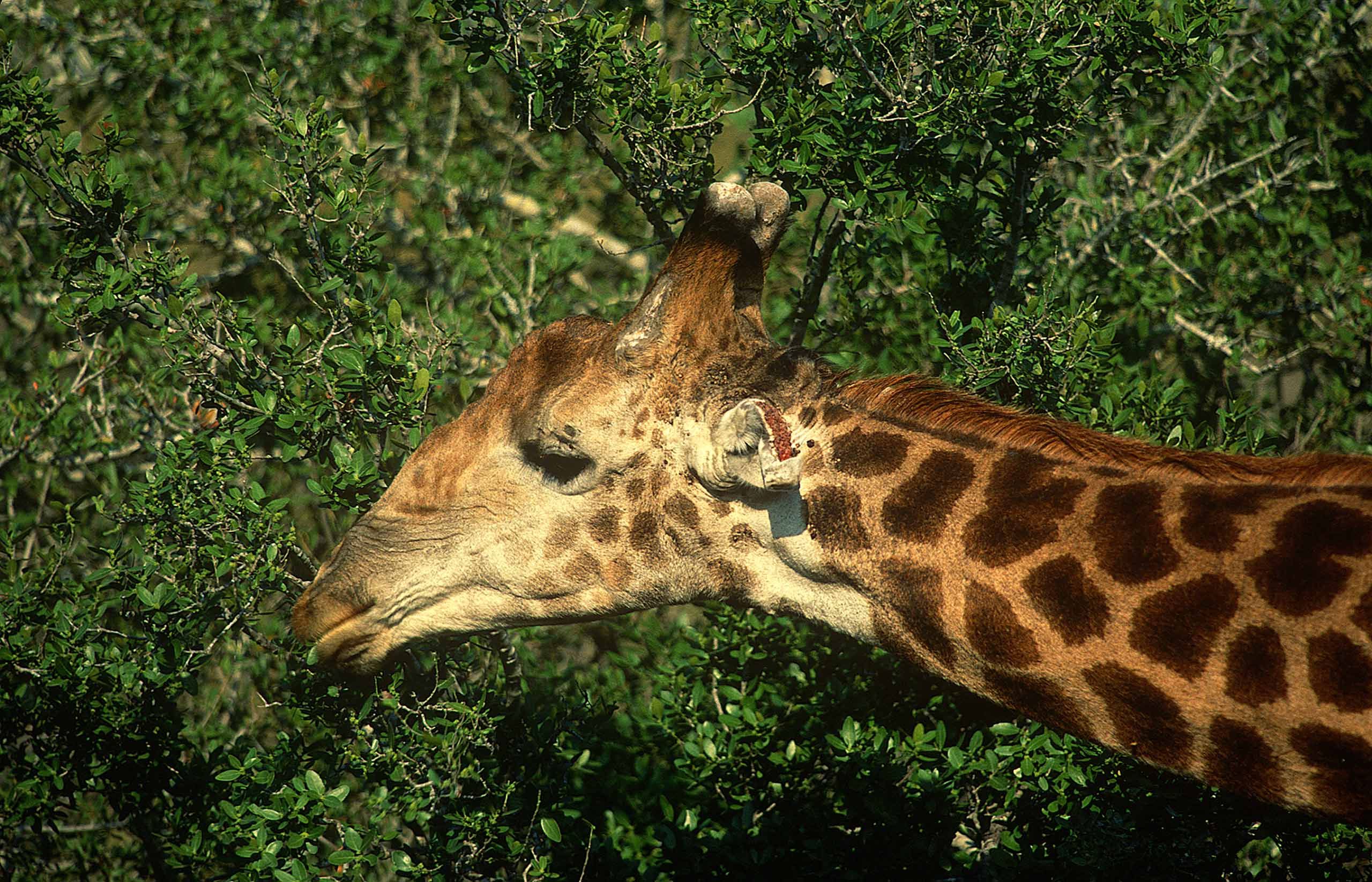 A.AFR.Giraffe00012_opt.jpg