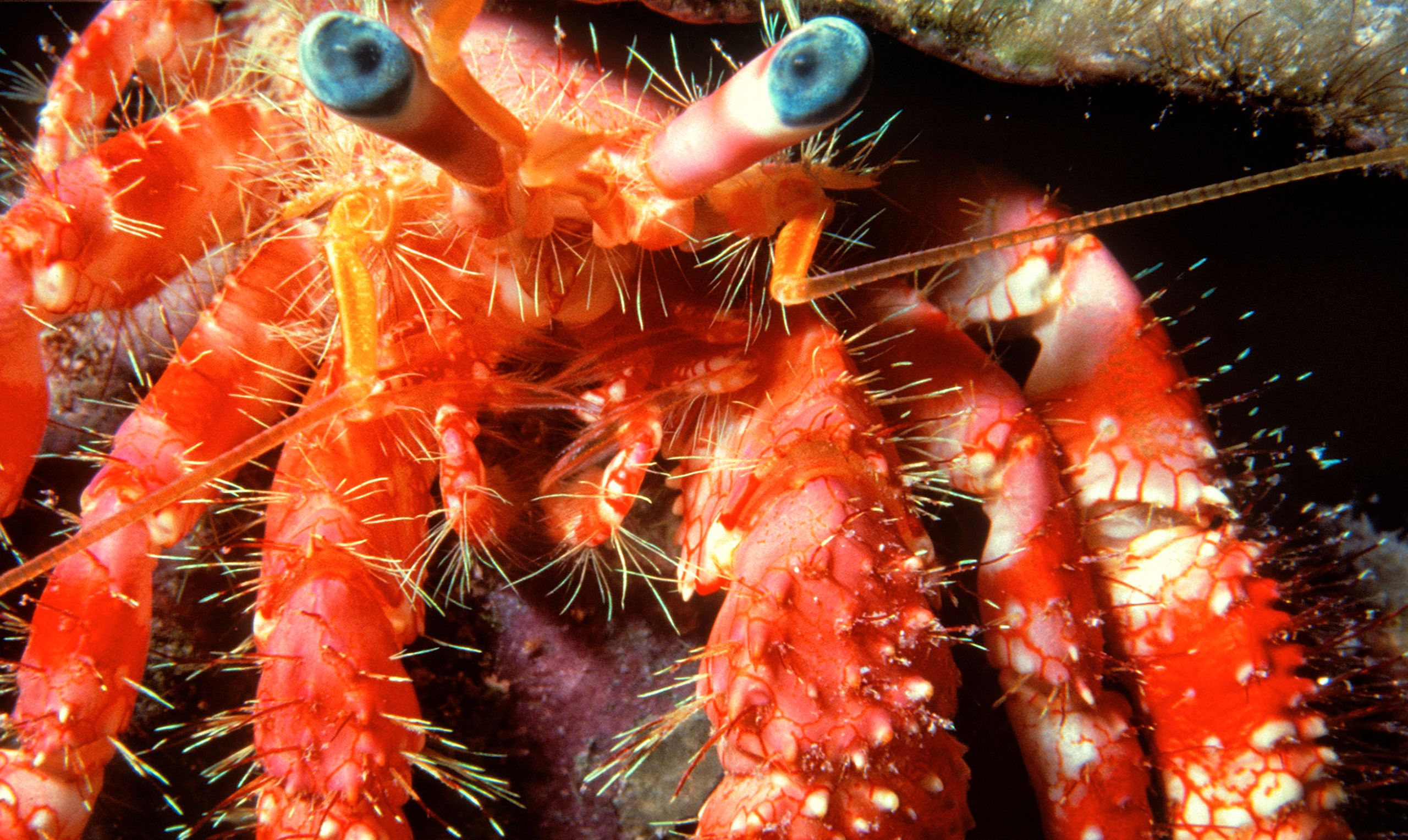 Marine Life 0110.jpg