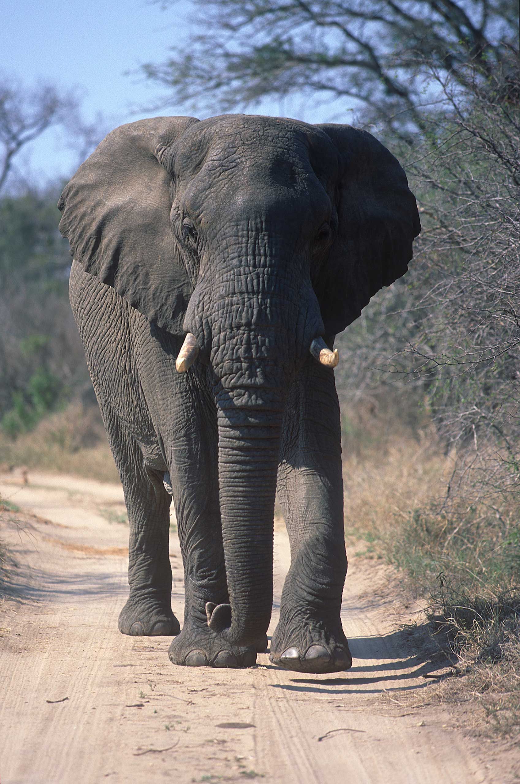A.AFR.ELEPHANT000019_opt.jpg
