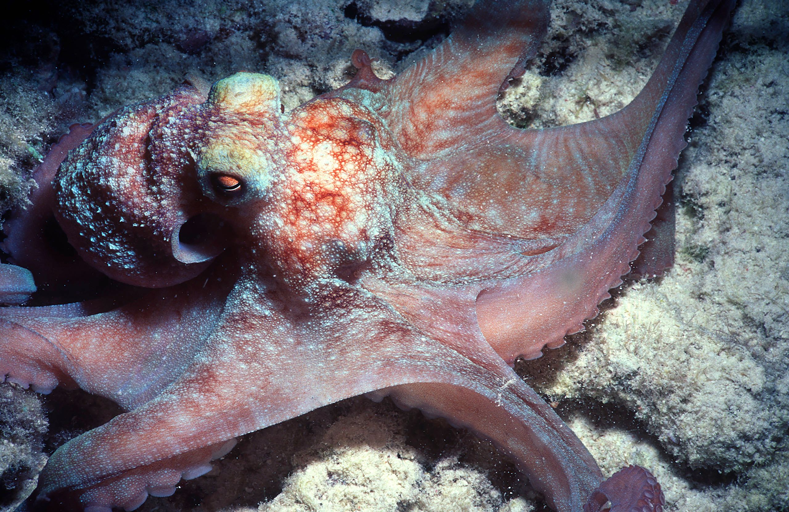 Marine Life 0274.jpg