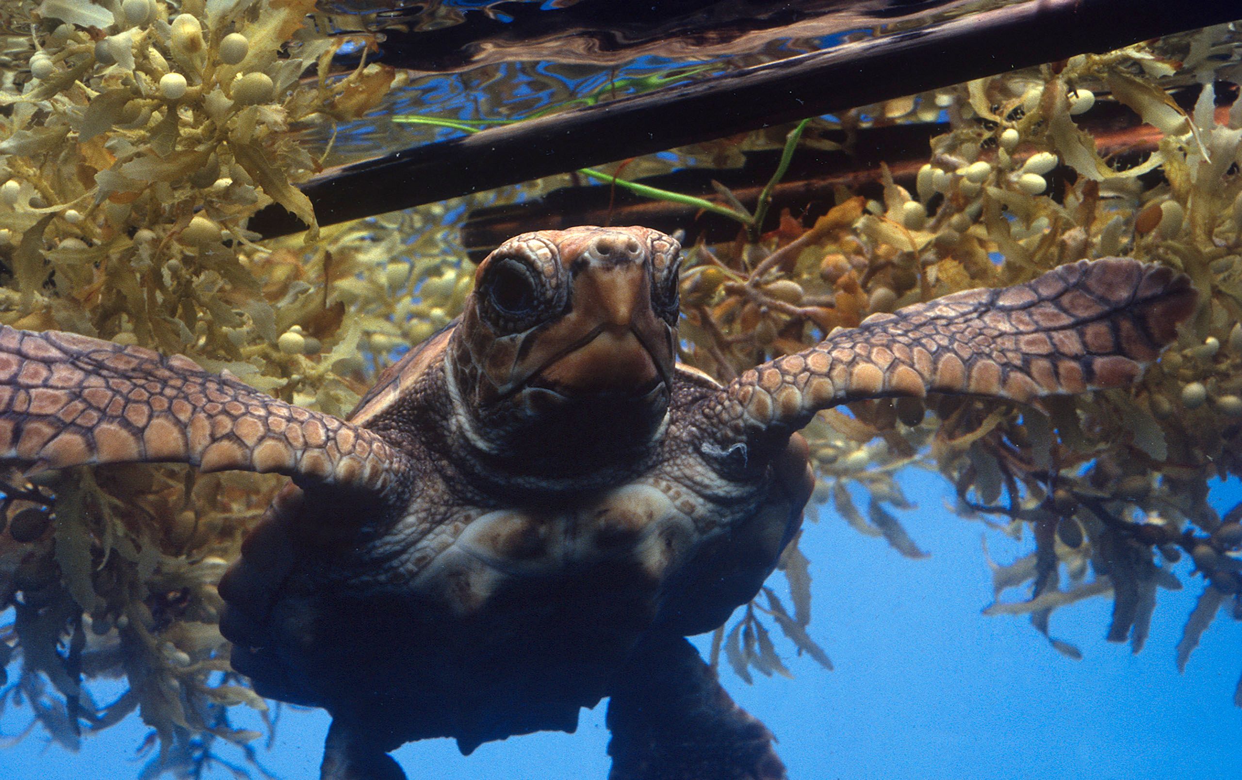 Marine Life 0150.jpg