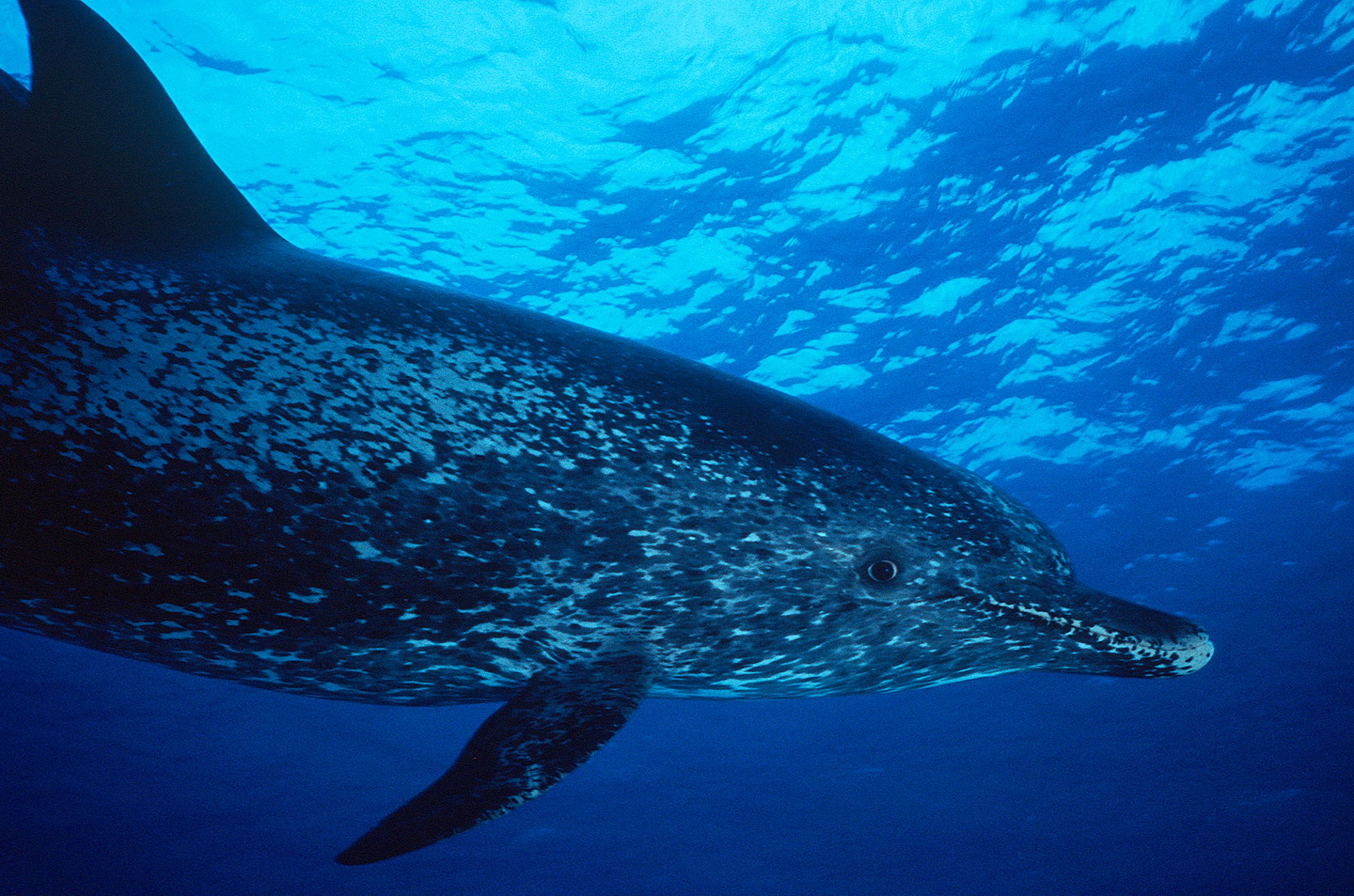 Marine Life 0063.jpg