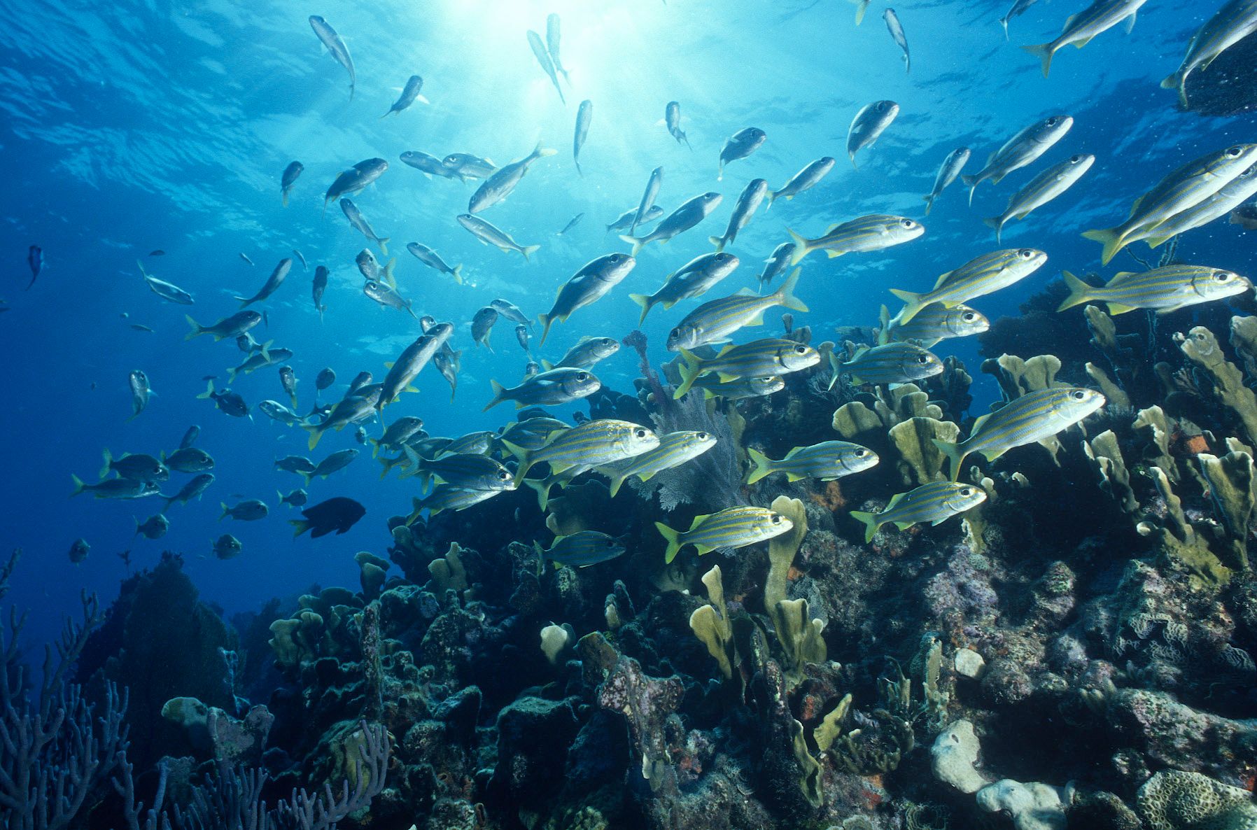 Marine Life 0008.jpg