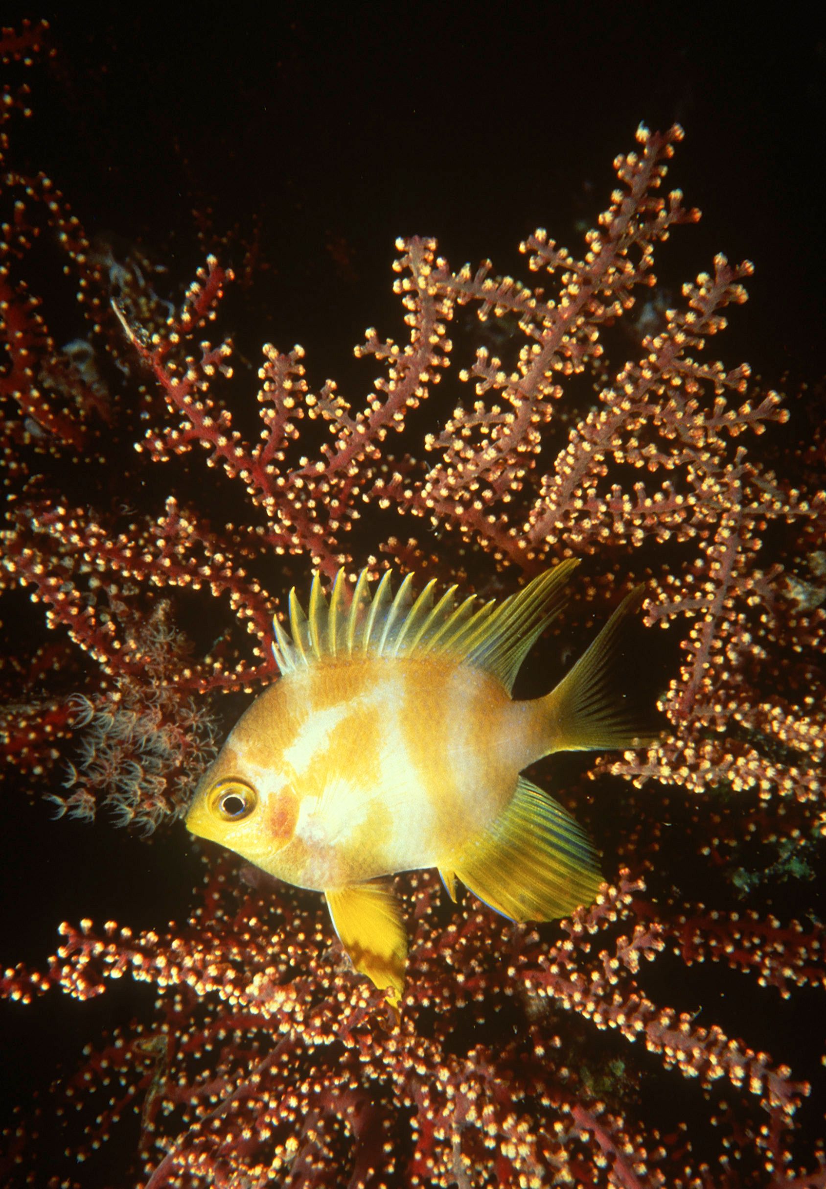 Marine Life 0070.jpg