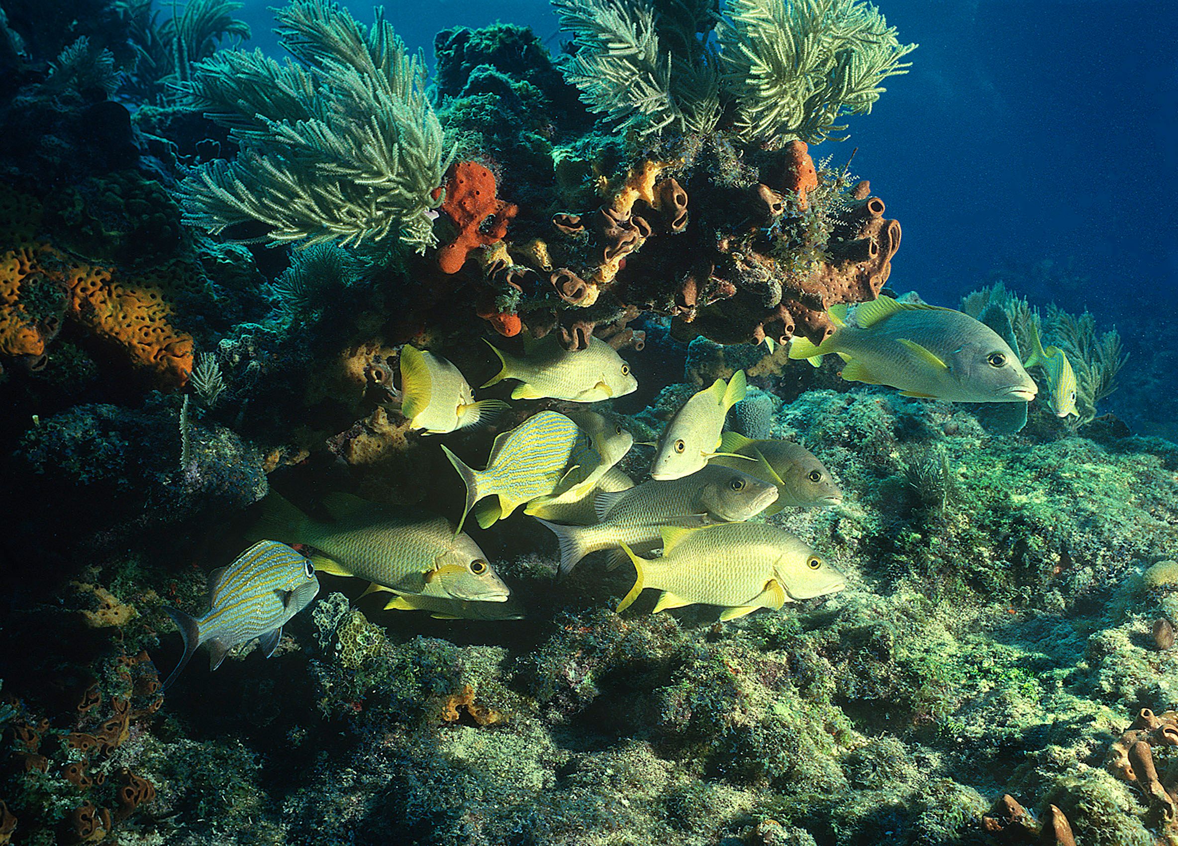 Marine Life 0111.jpg