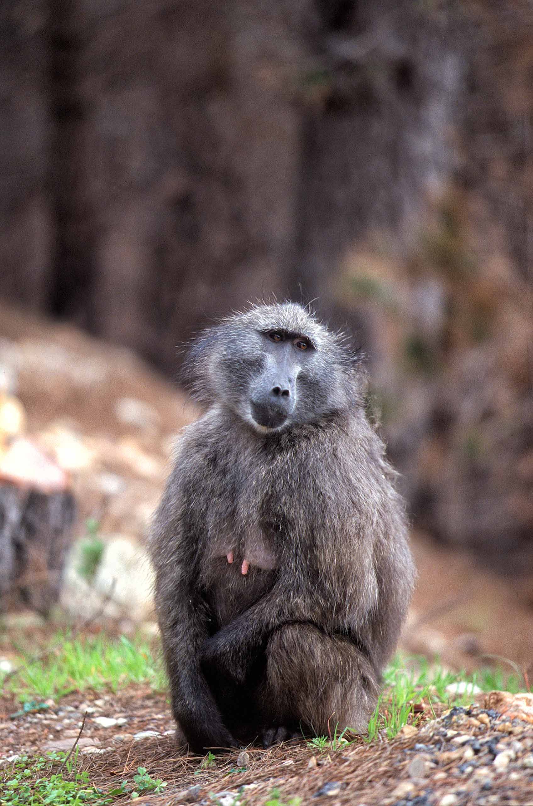 A.AFR.Baboon00011_opt.jpg