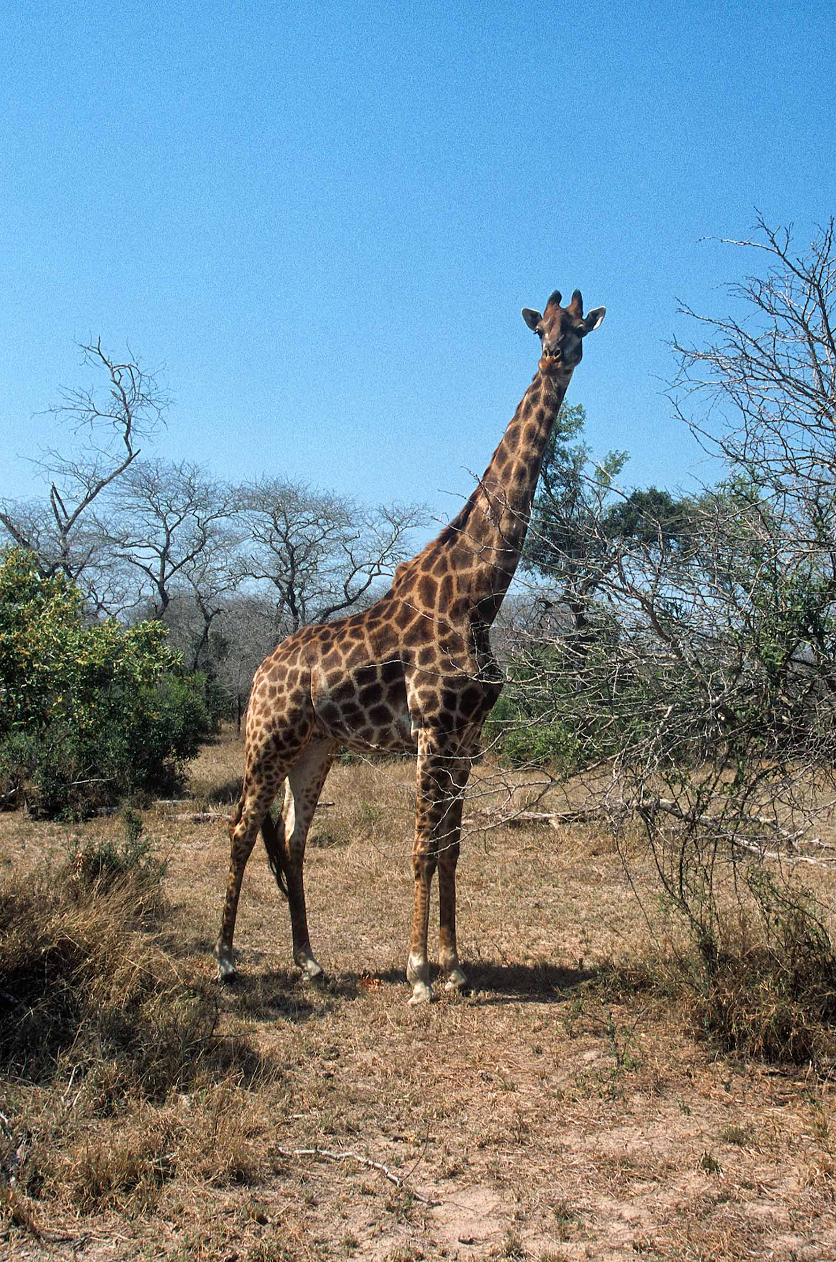 A.AFR.Giraffe00011.jpg