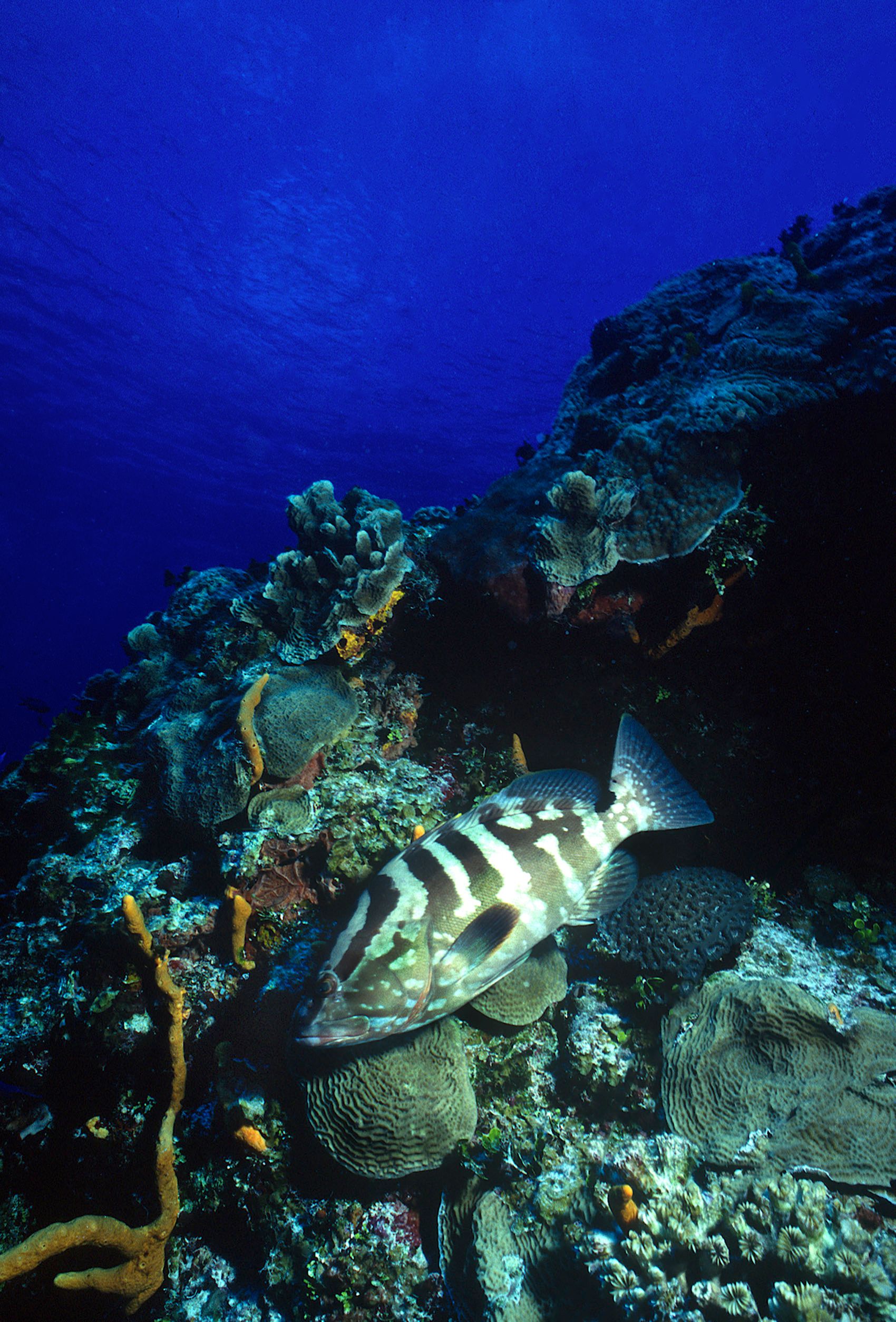 Marine Life 0085.jpg