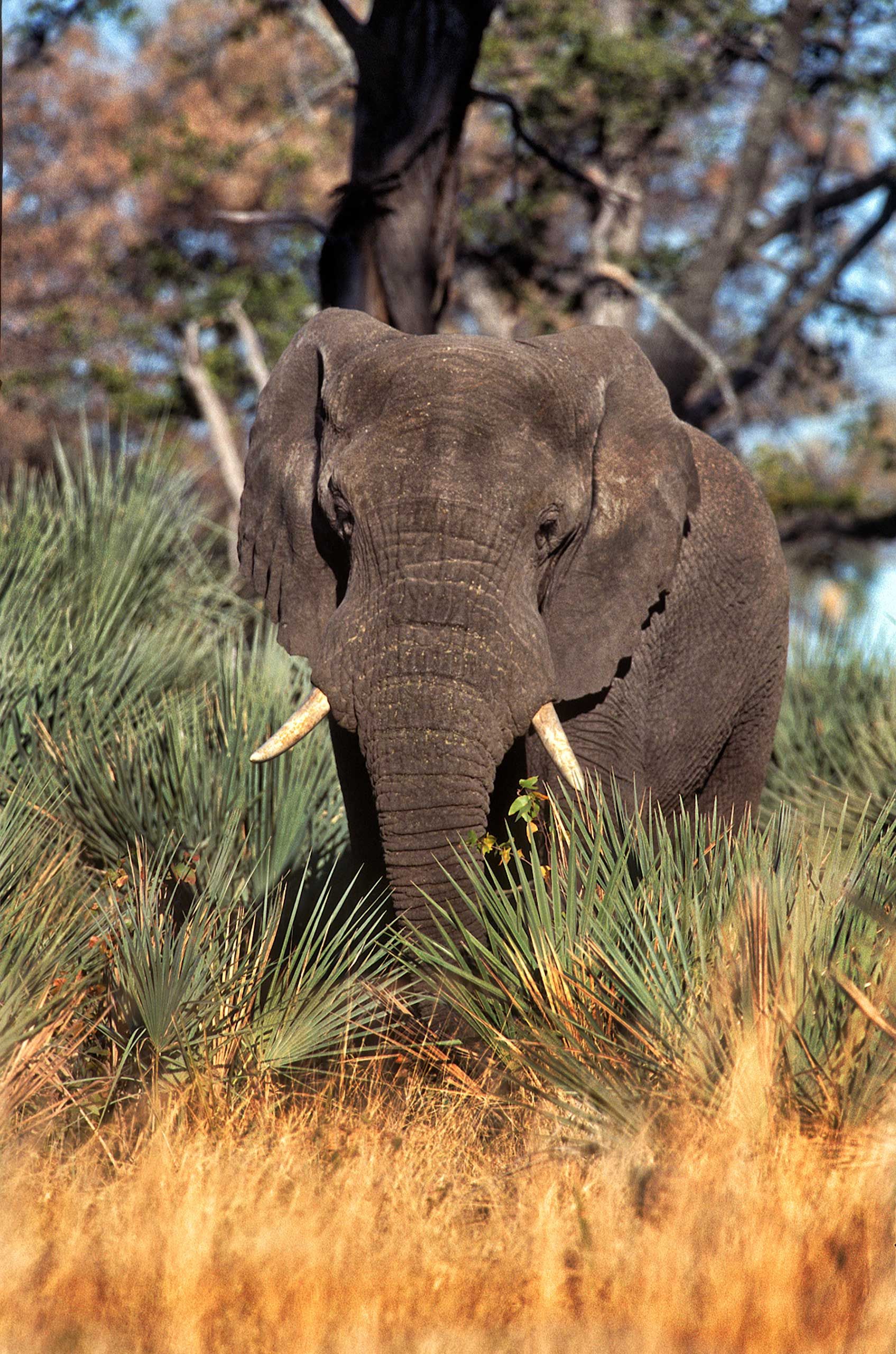 A.AFR.ELEPHANT000013_opt.jpg