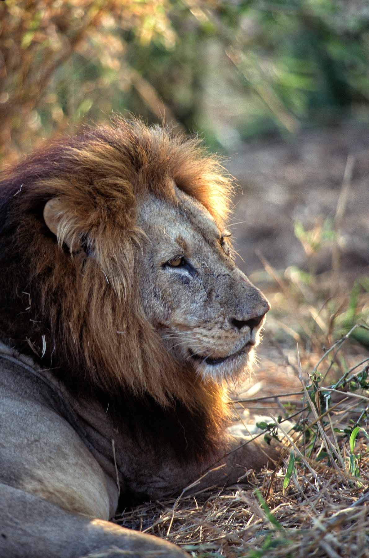 A.AFR.Lion00014_opt.jpg