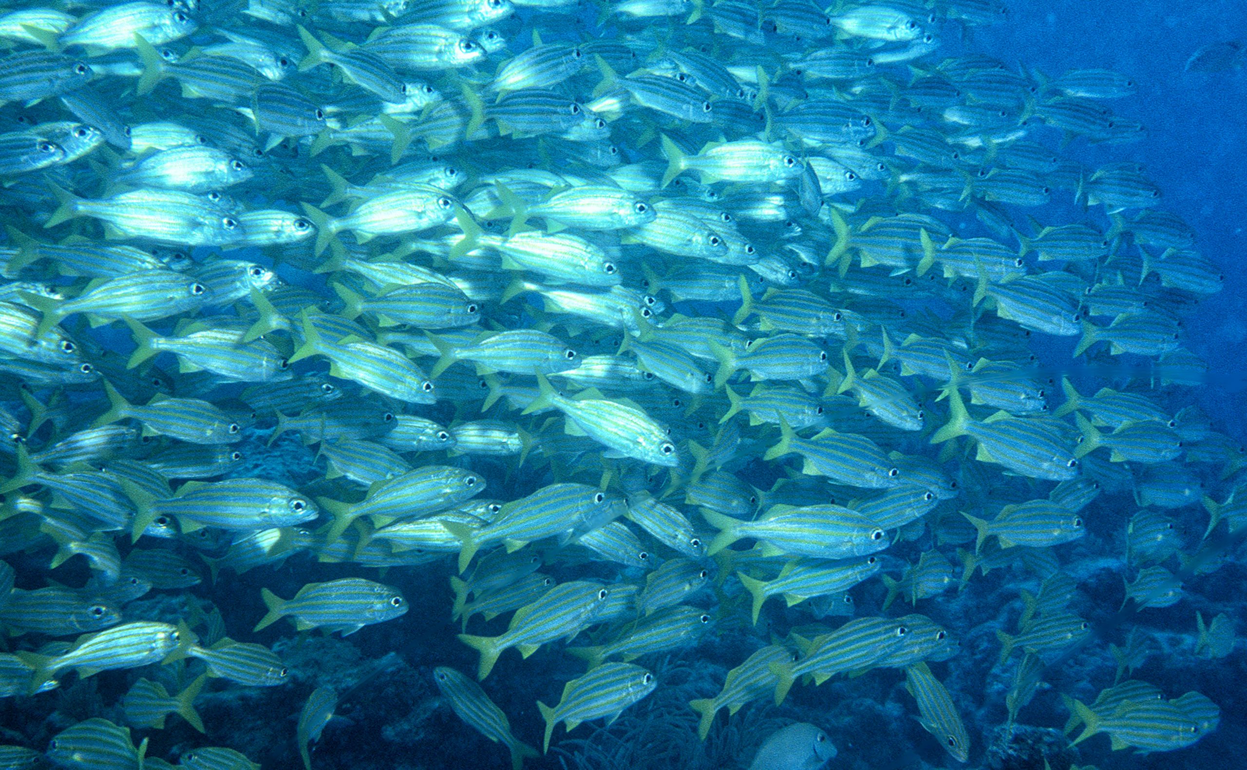 Marine Life 0086.jpg