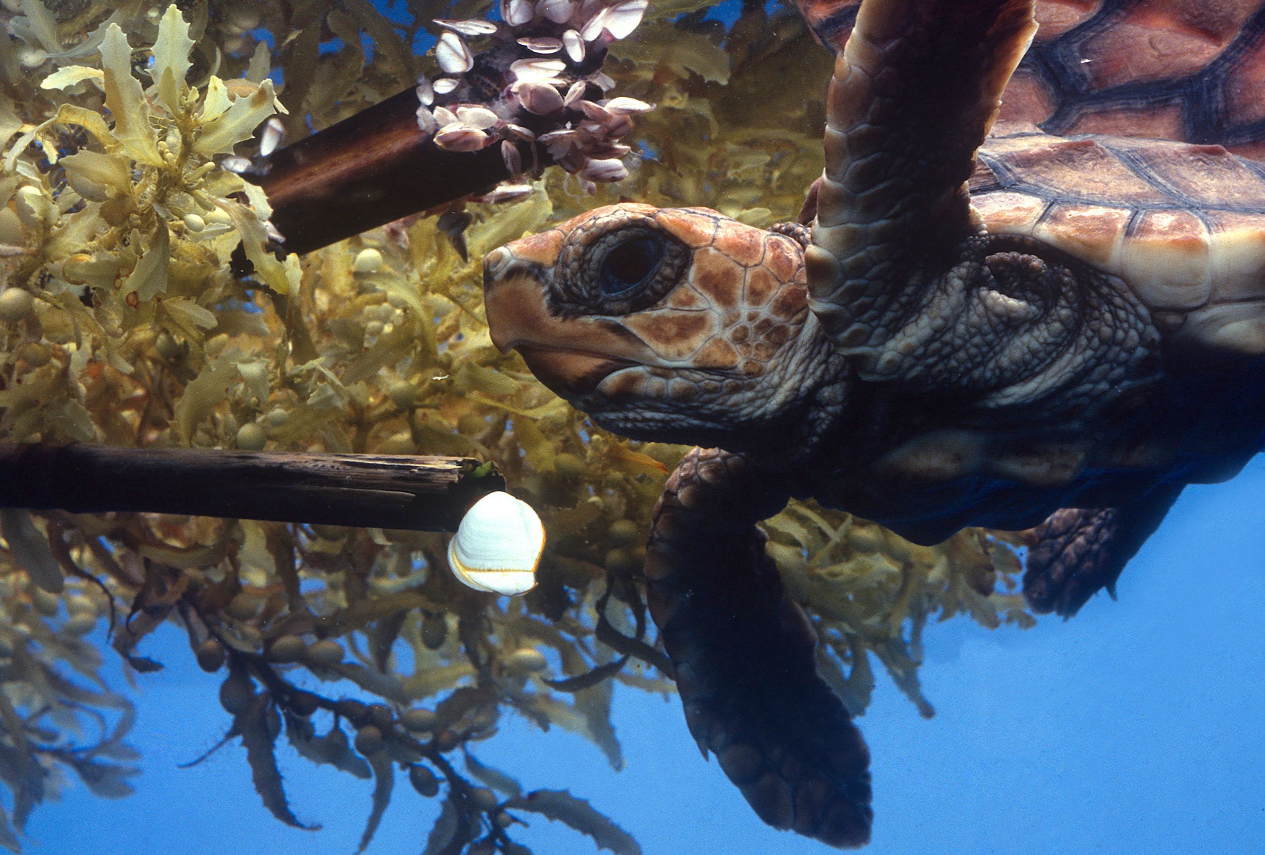 Marine Life 0162.jpg