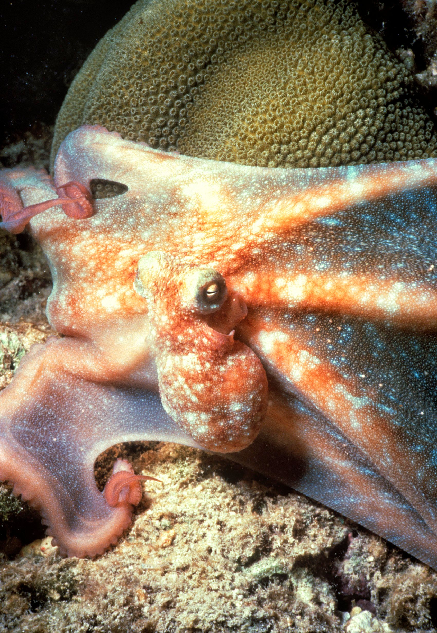 Marine Life 0432.jpg