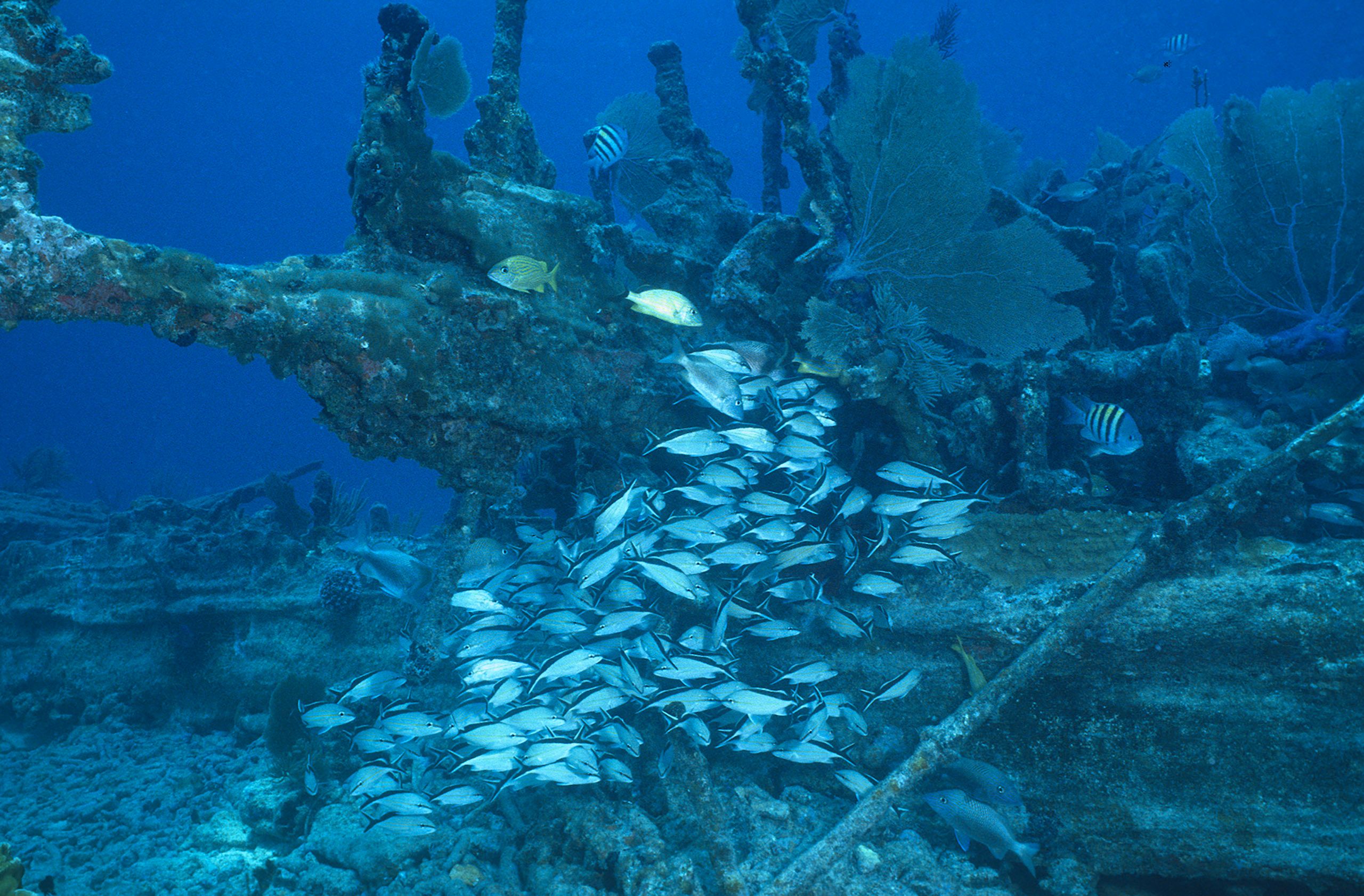 Marine Life 0091.jpg