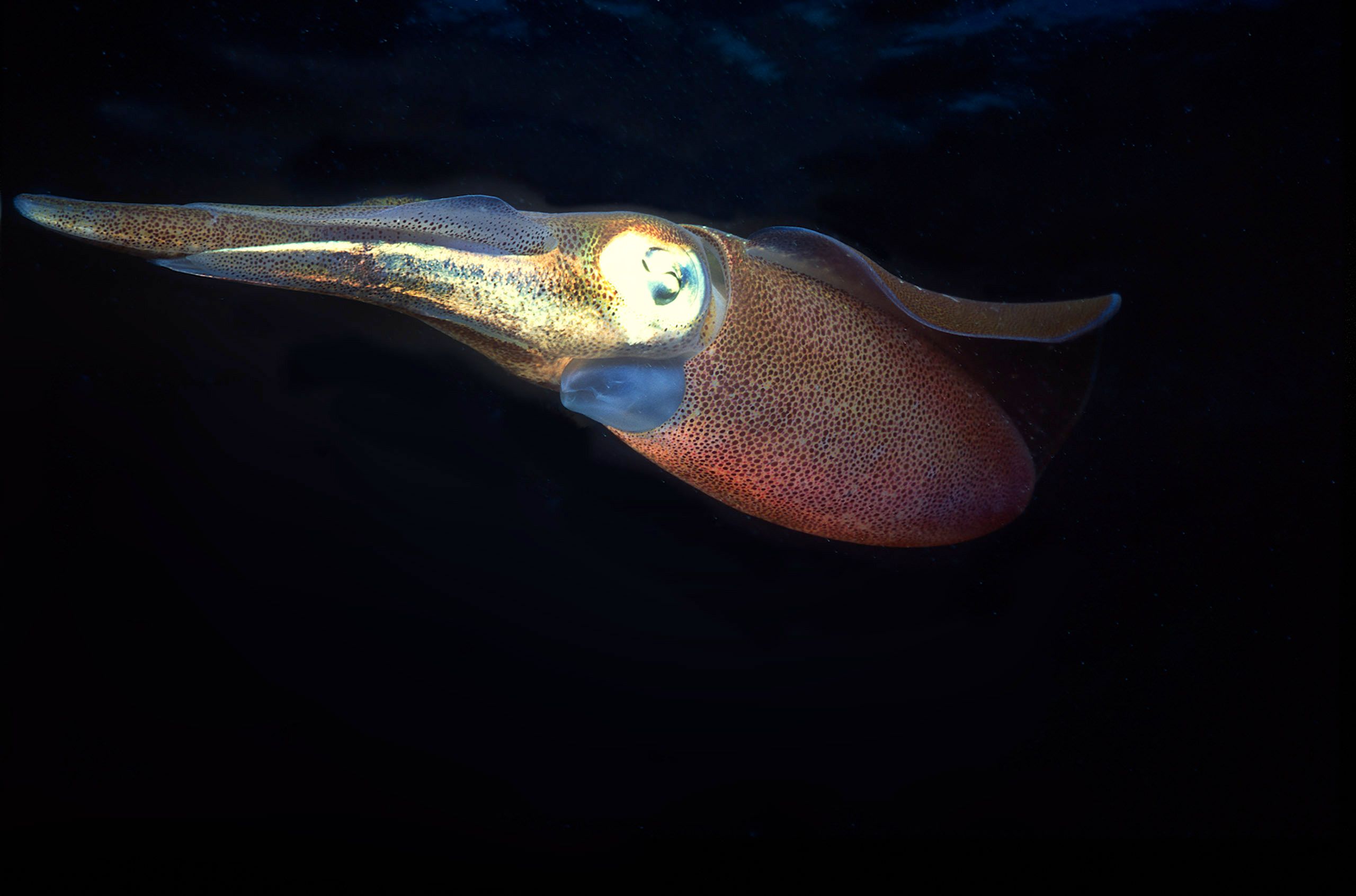 Marine Life 0294.jpg