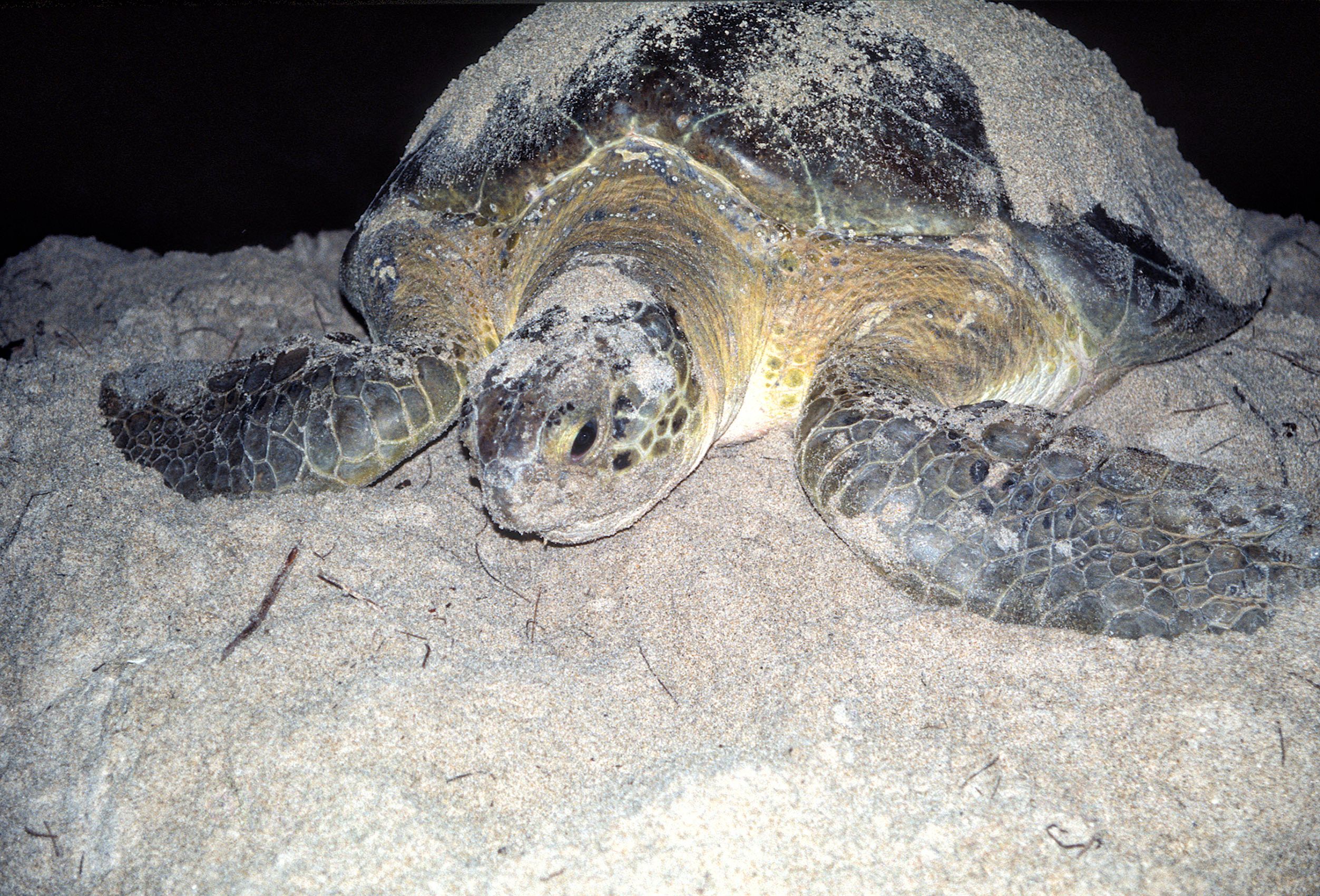 Marine Life 0059.jpg