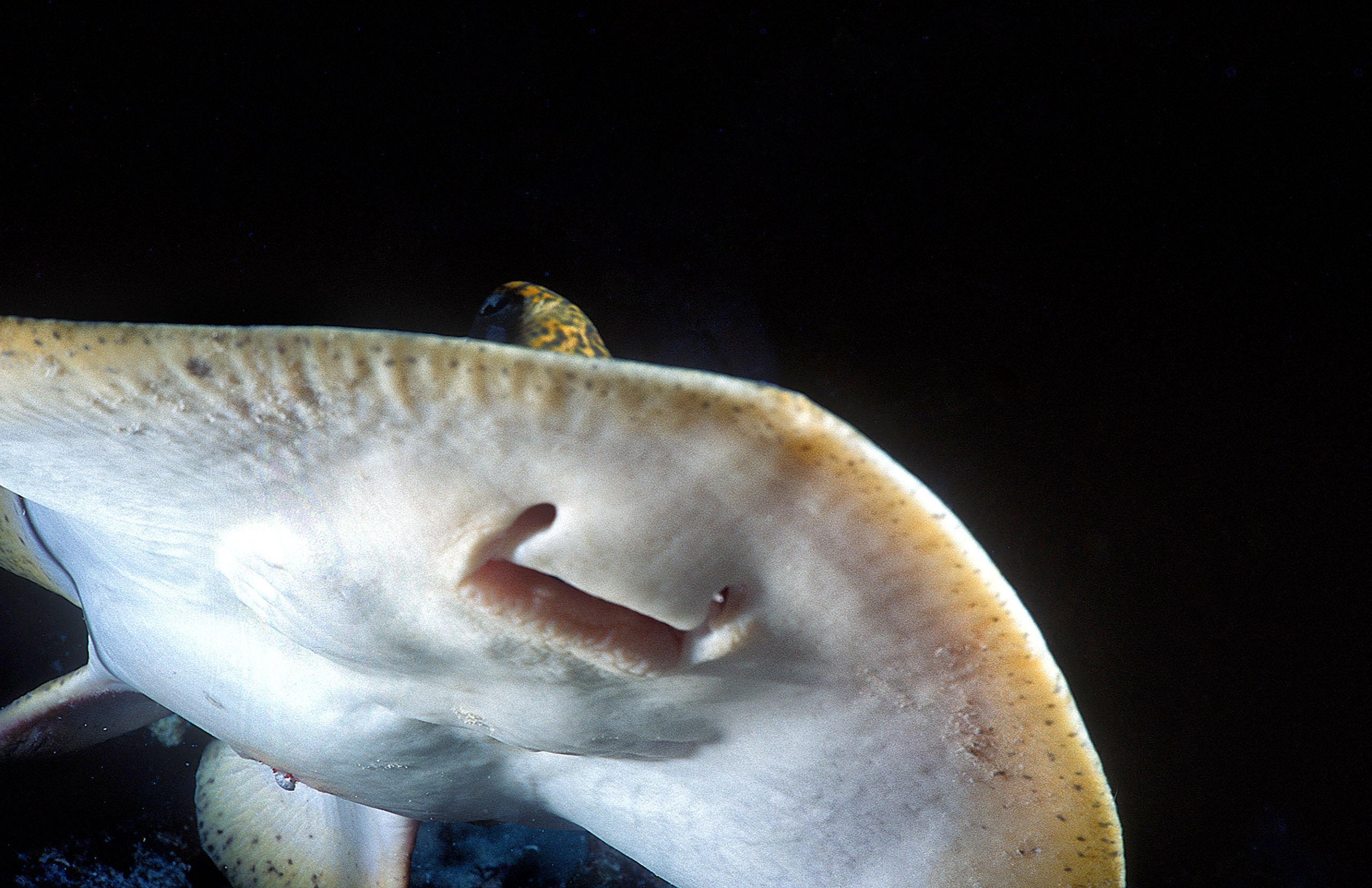 Marine Life 0305.jpg