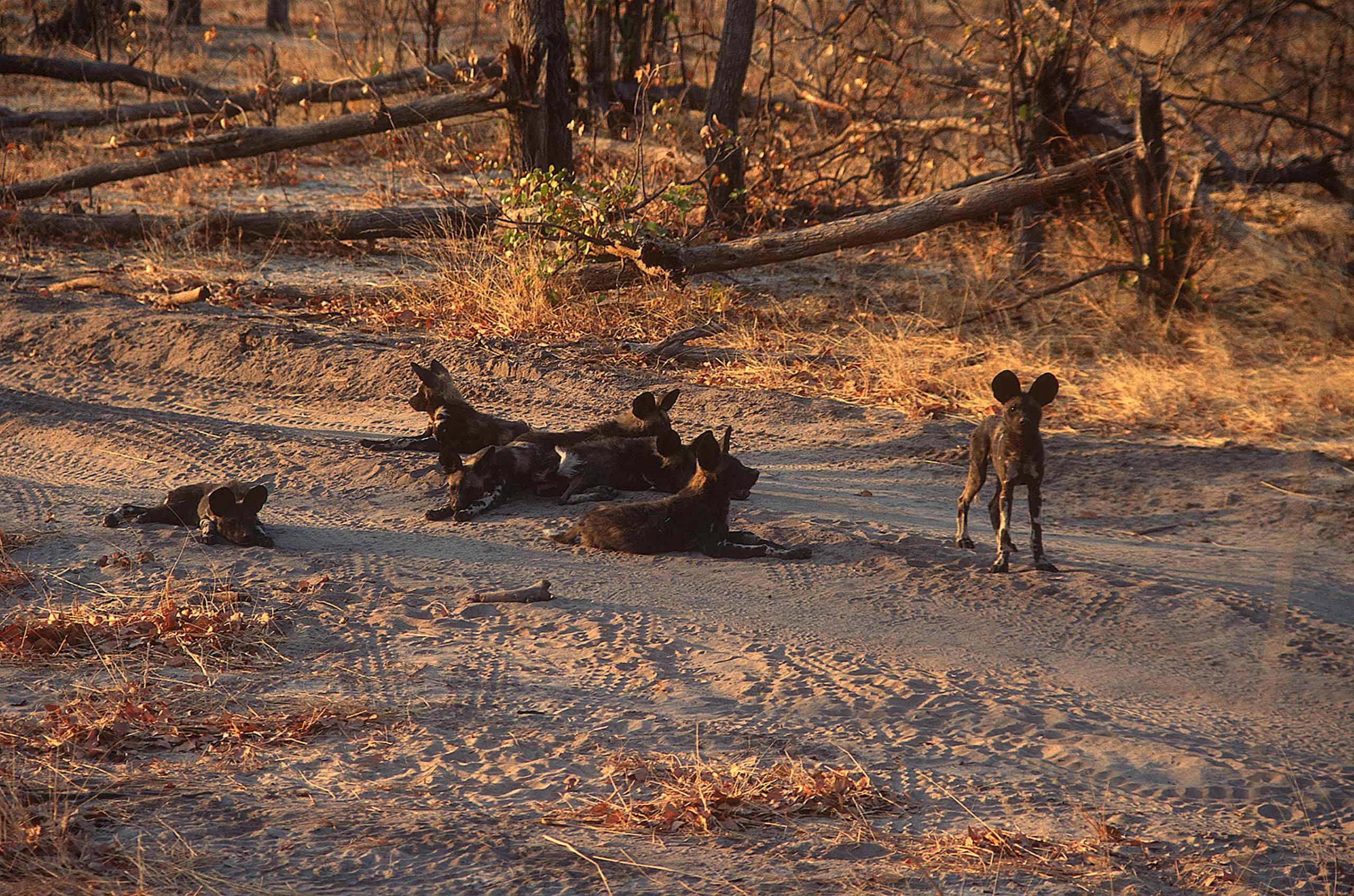 A.AFR.wilddogs0004_opt.jpg