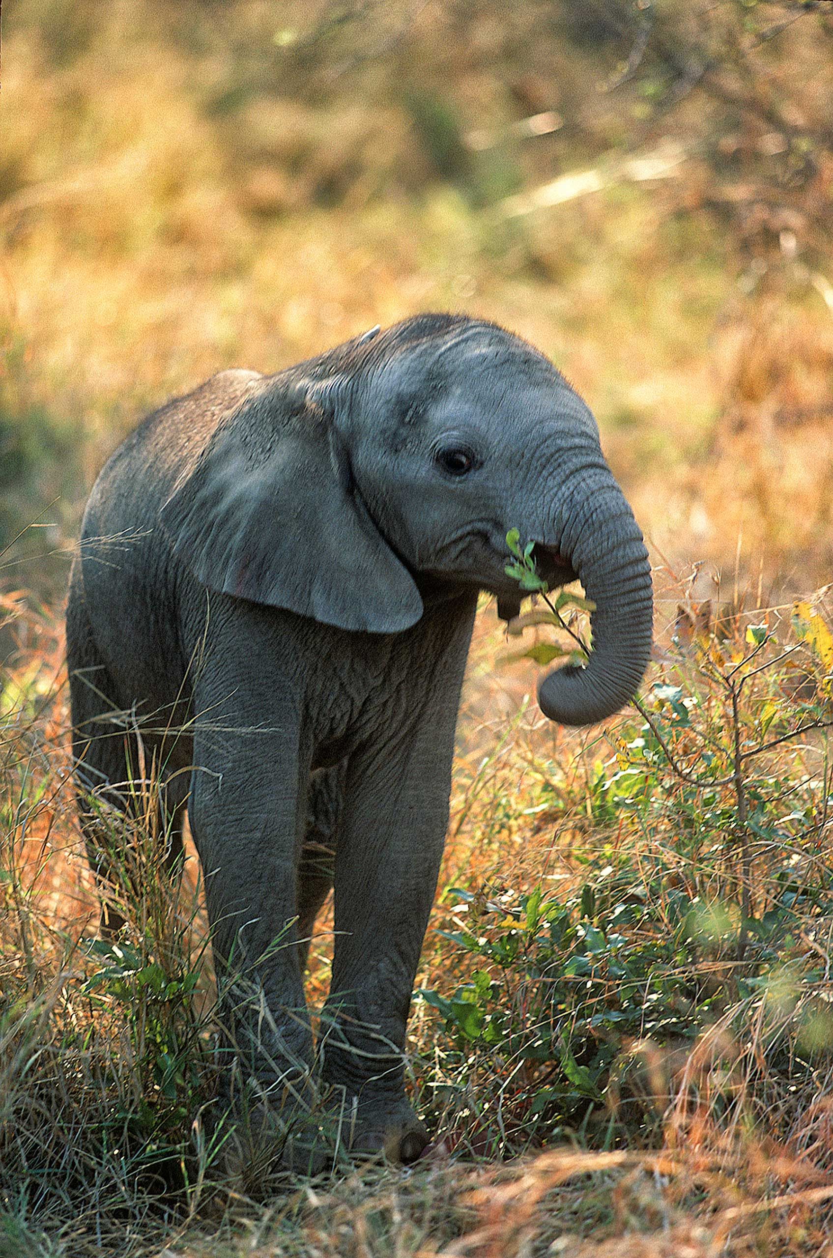 A.AFR.ELEPHANT000014_opt.jpg