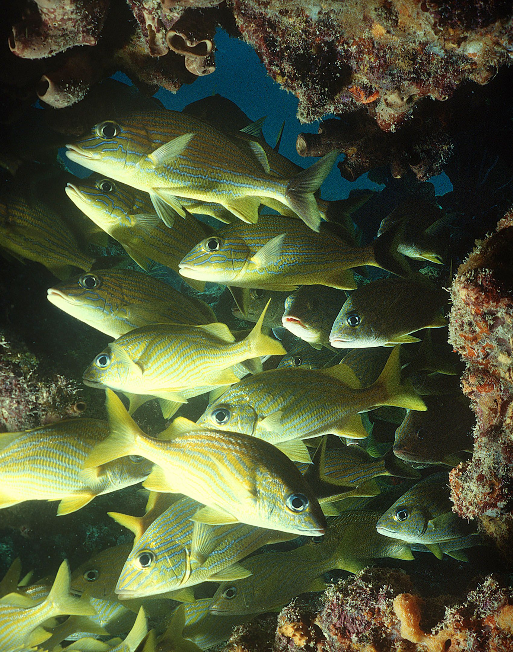 Marine Life 0077.jpg