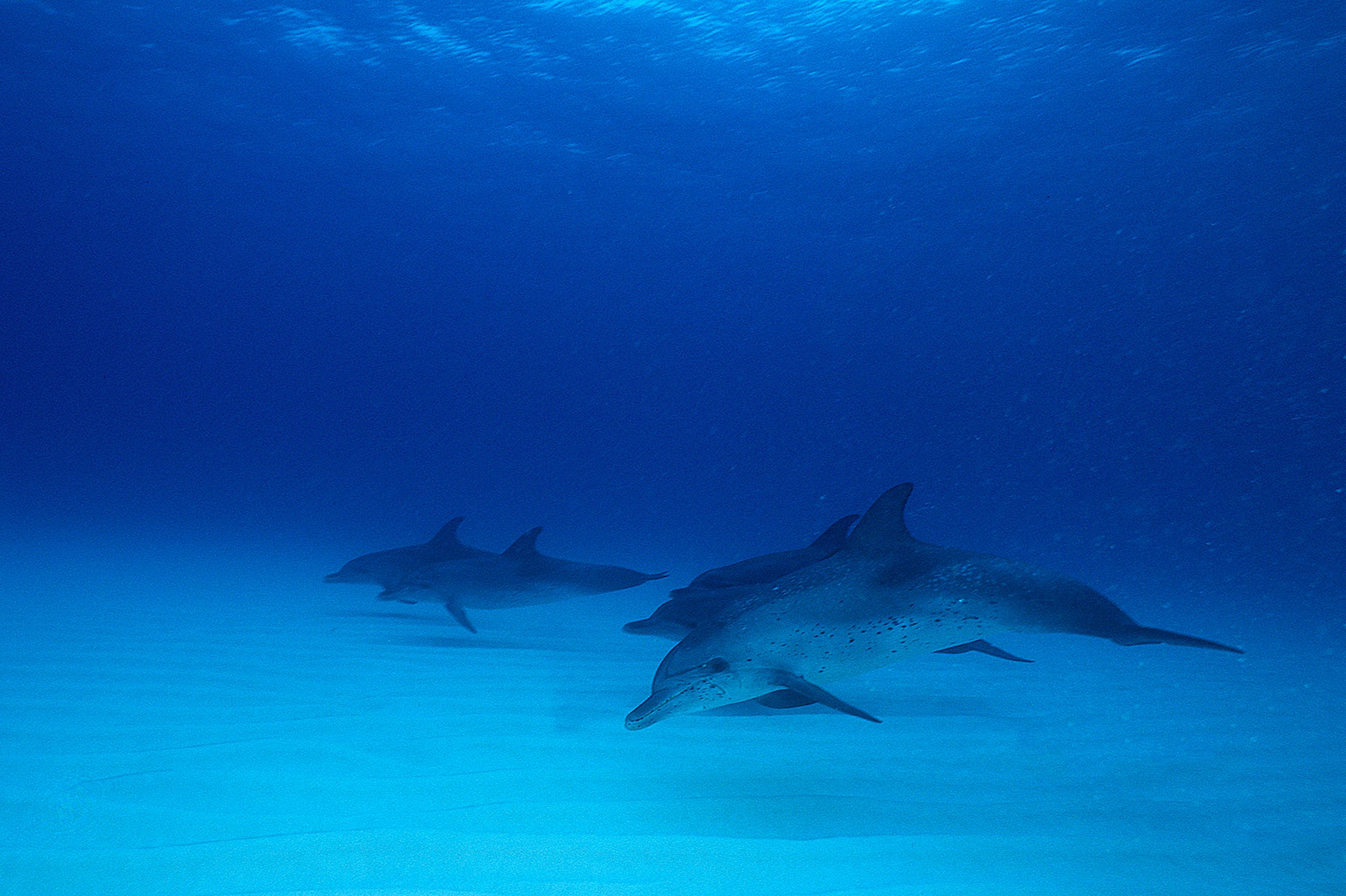 Marine Life 0015.jpg