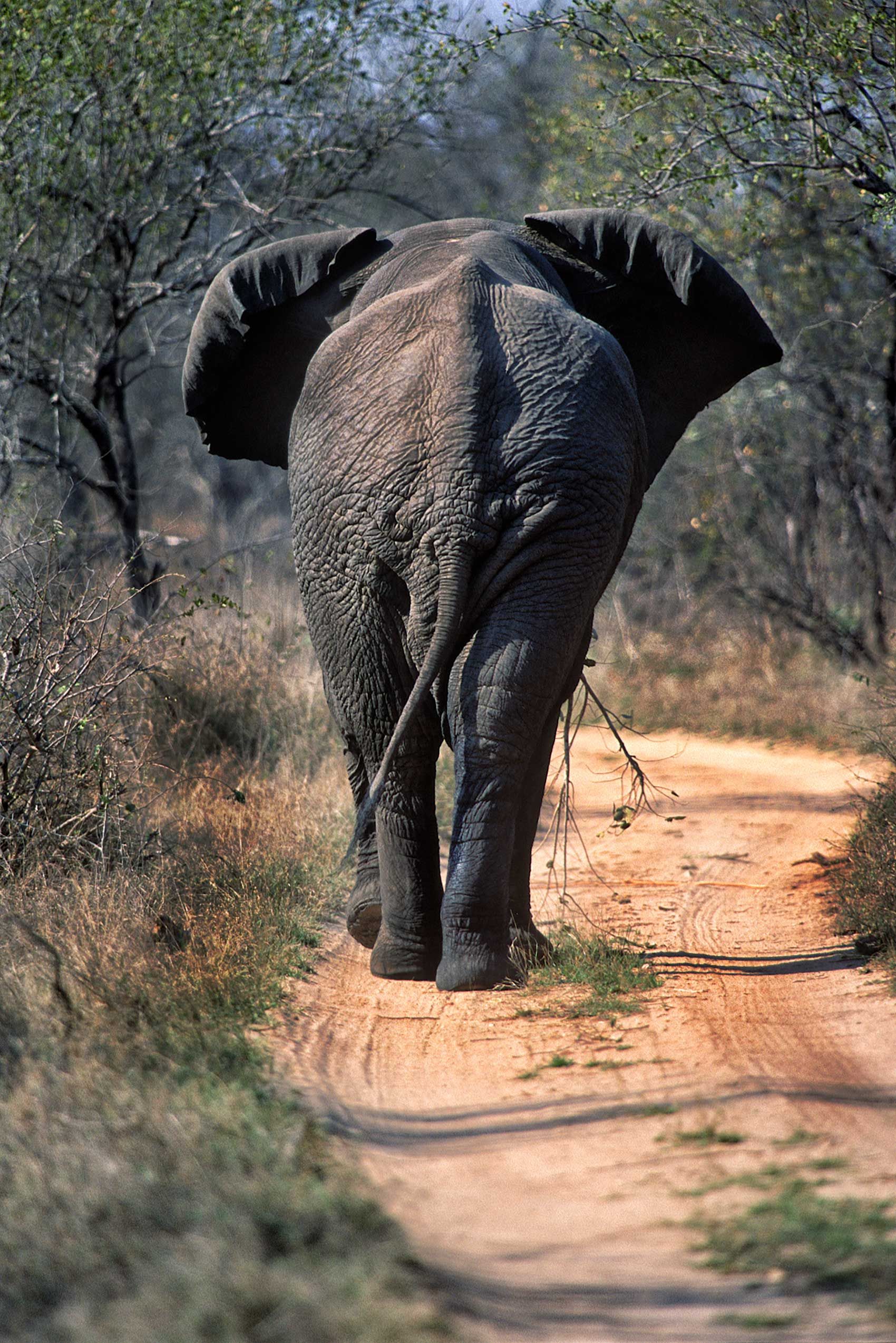 A.AFR.ELEPHANT000011_opt.jpg