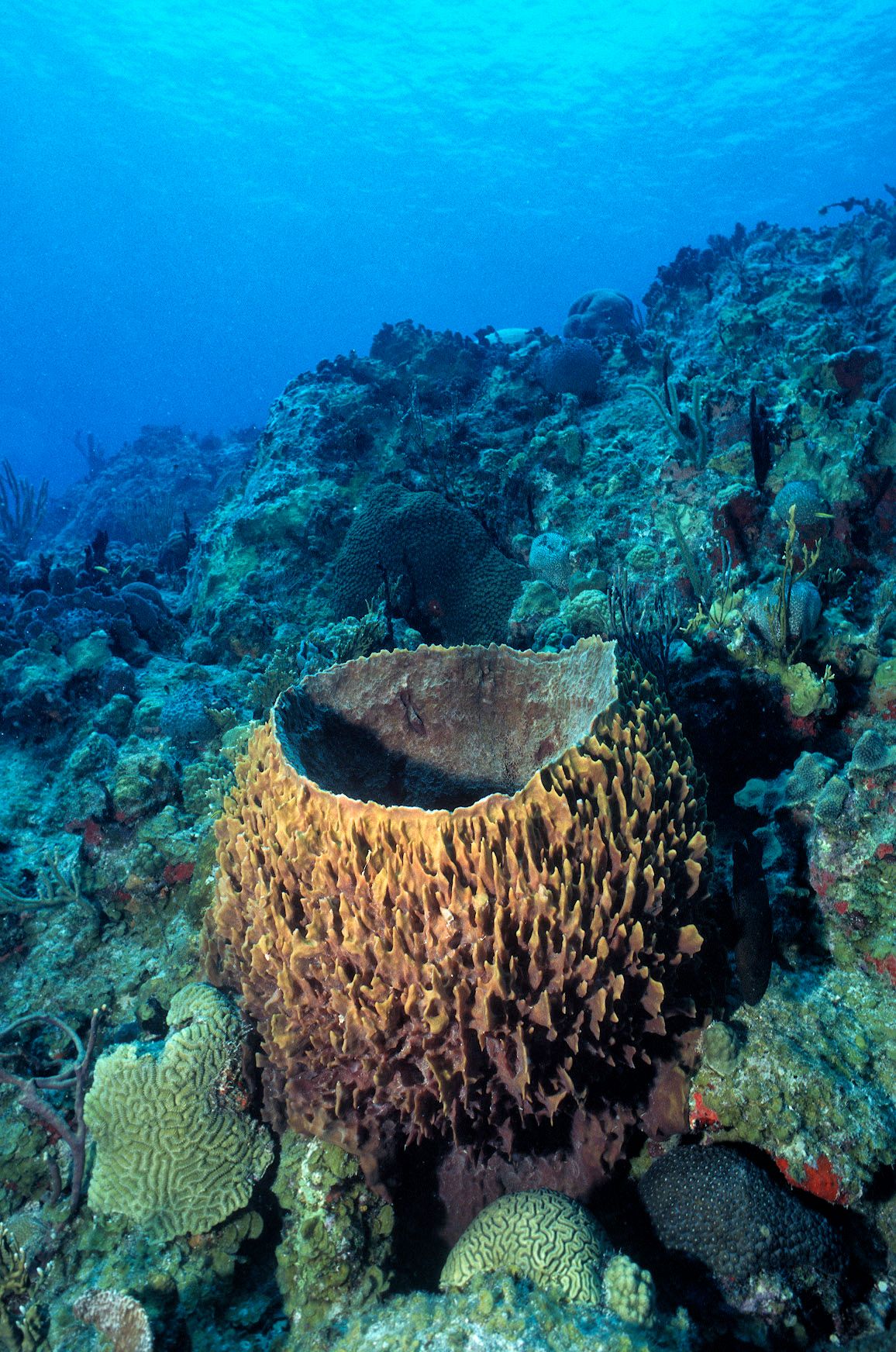 Marine Life 0115.jpg