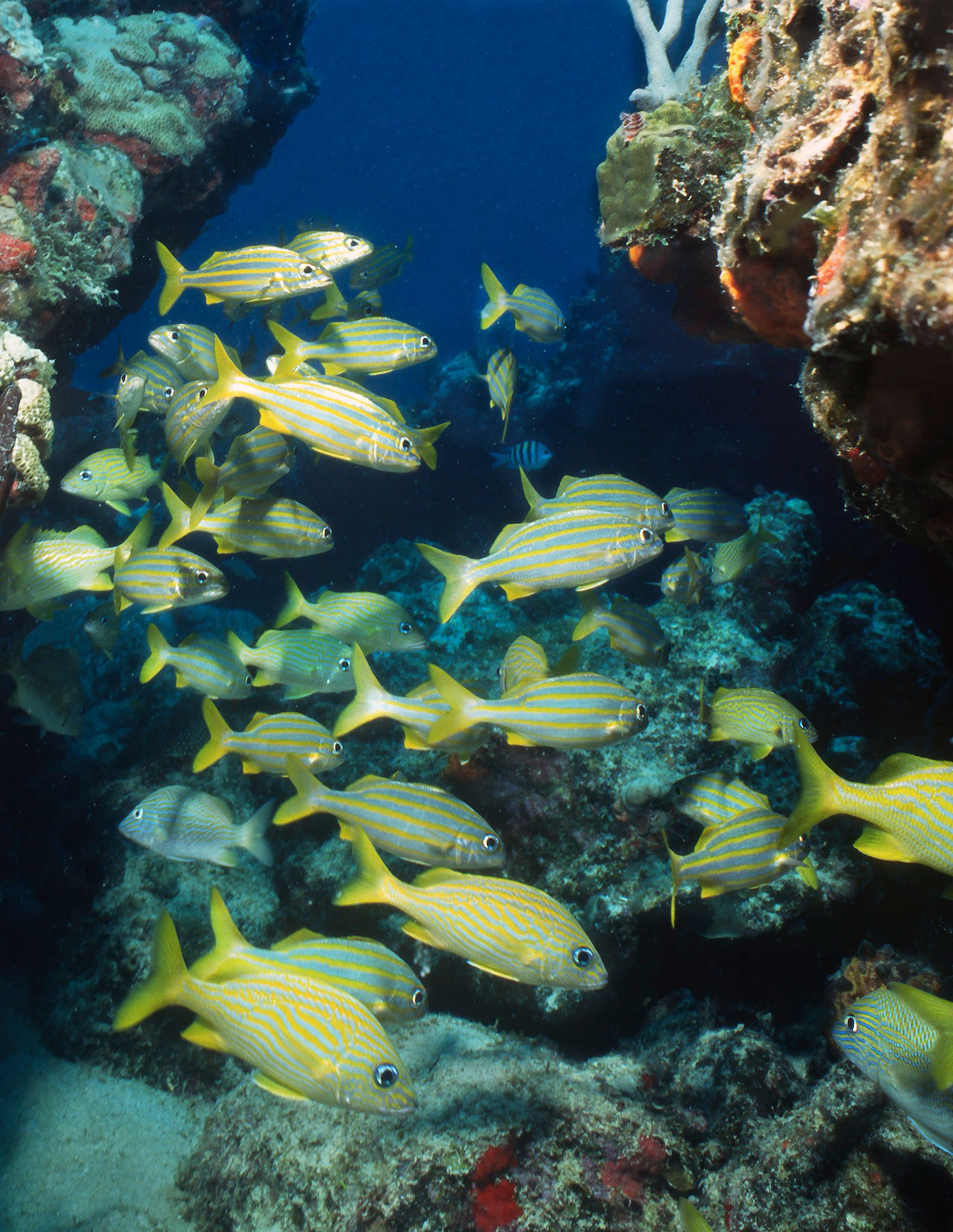 Marine Life 0270.jpg