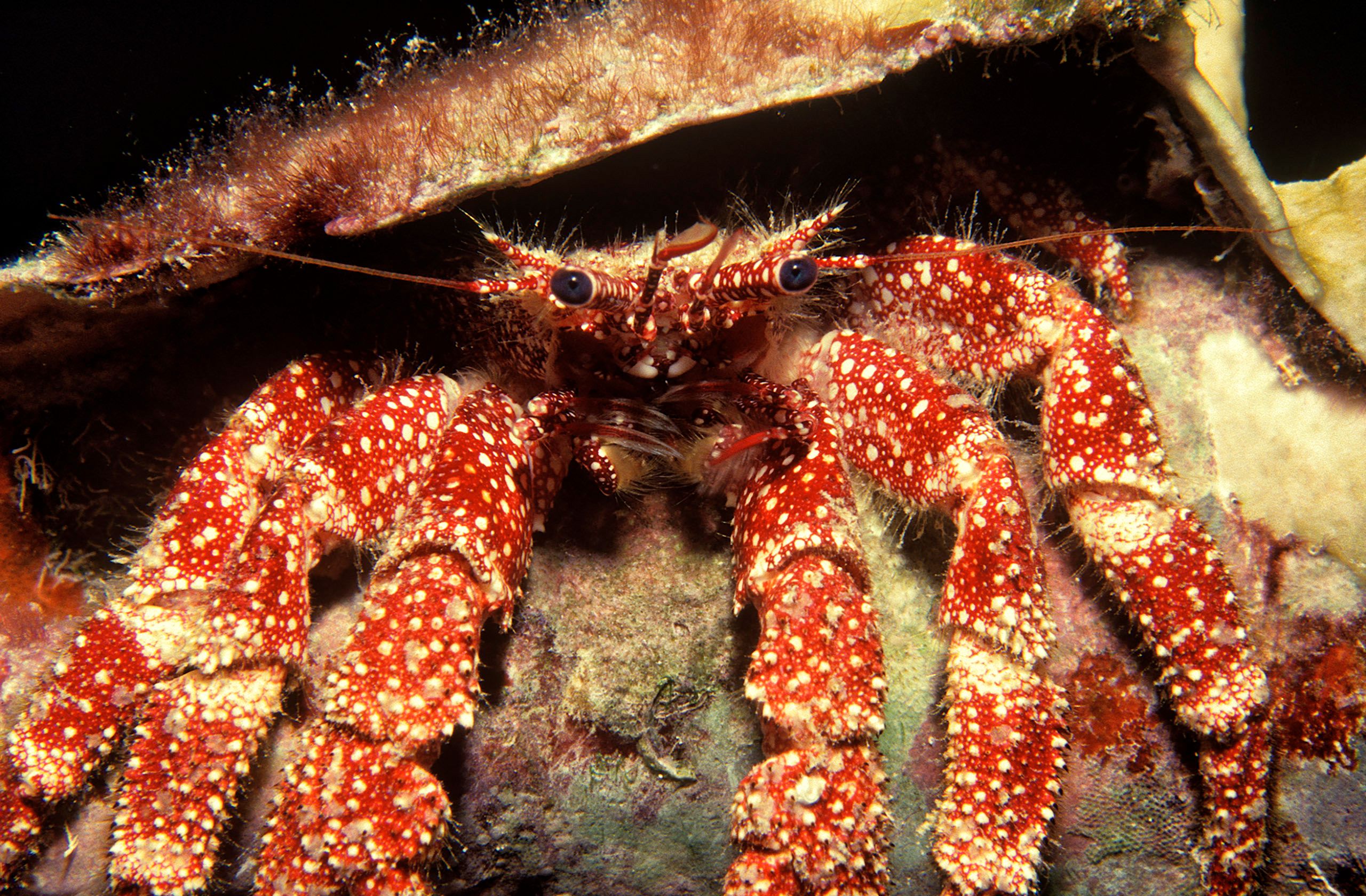 Marine Life 0069.jpg