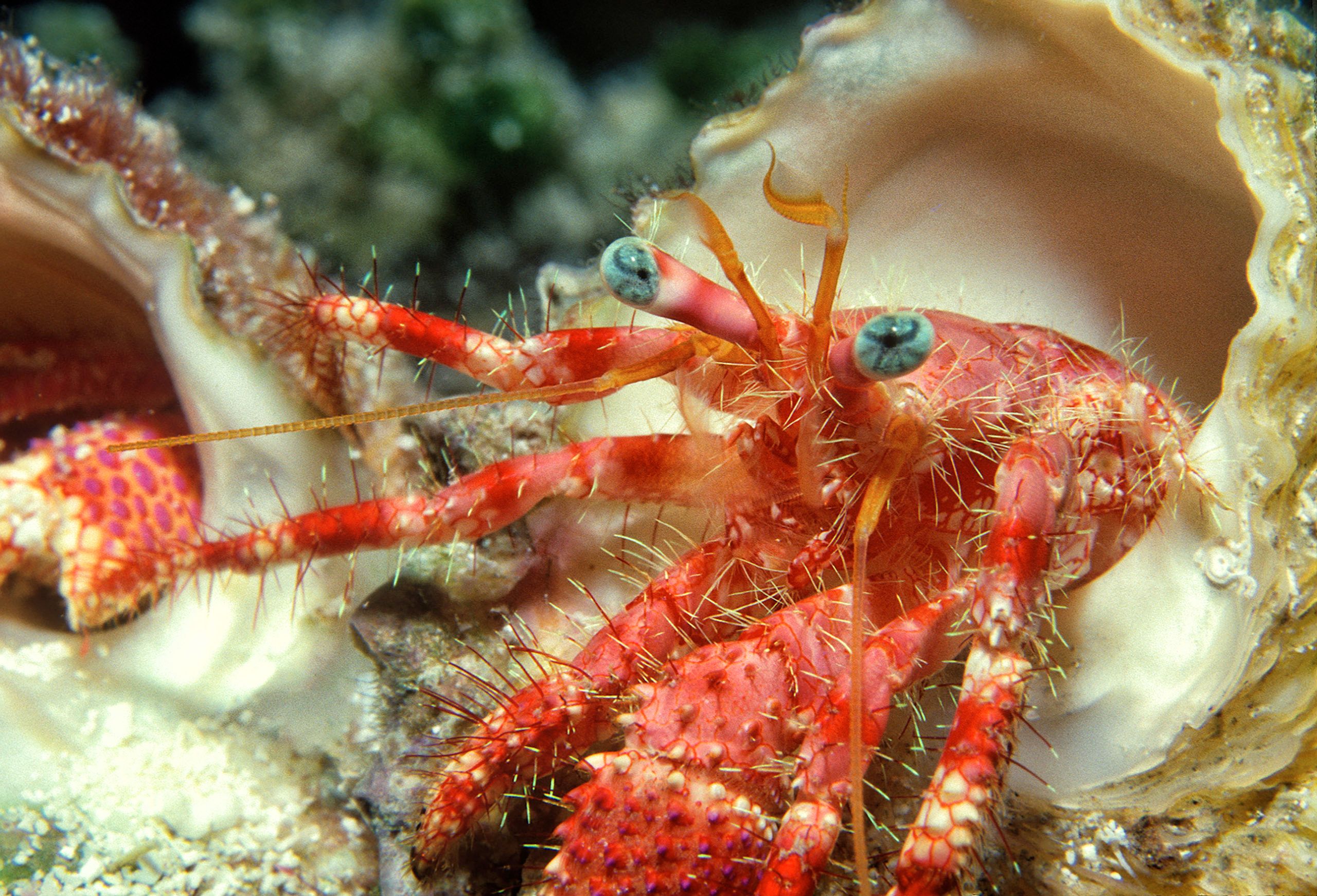 Marine Life 0068.jpg