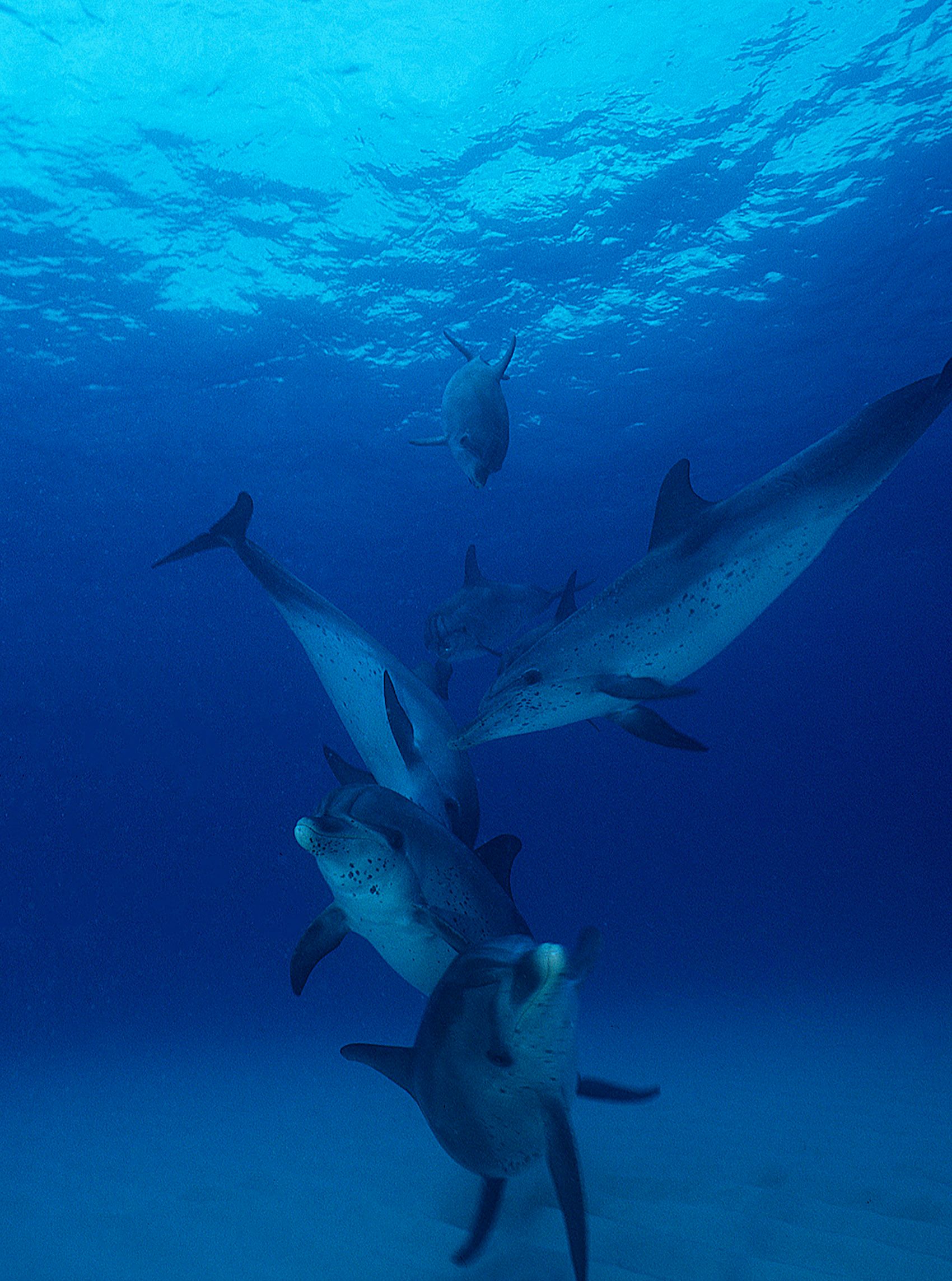 Marine Life 0199.jpg