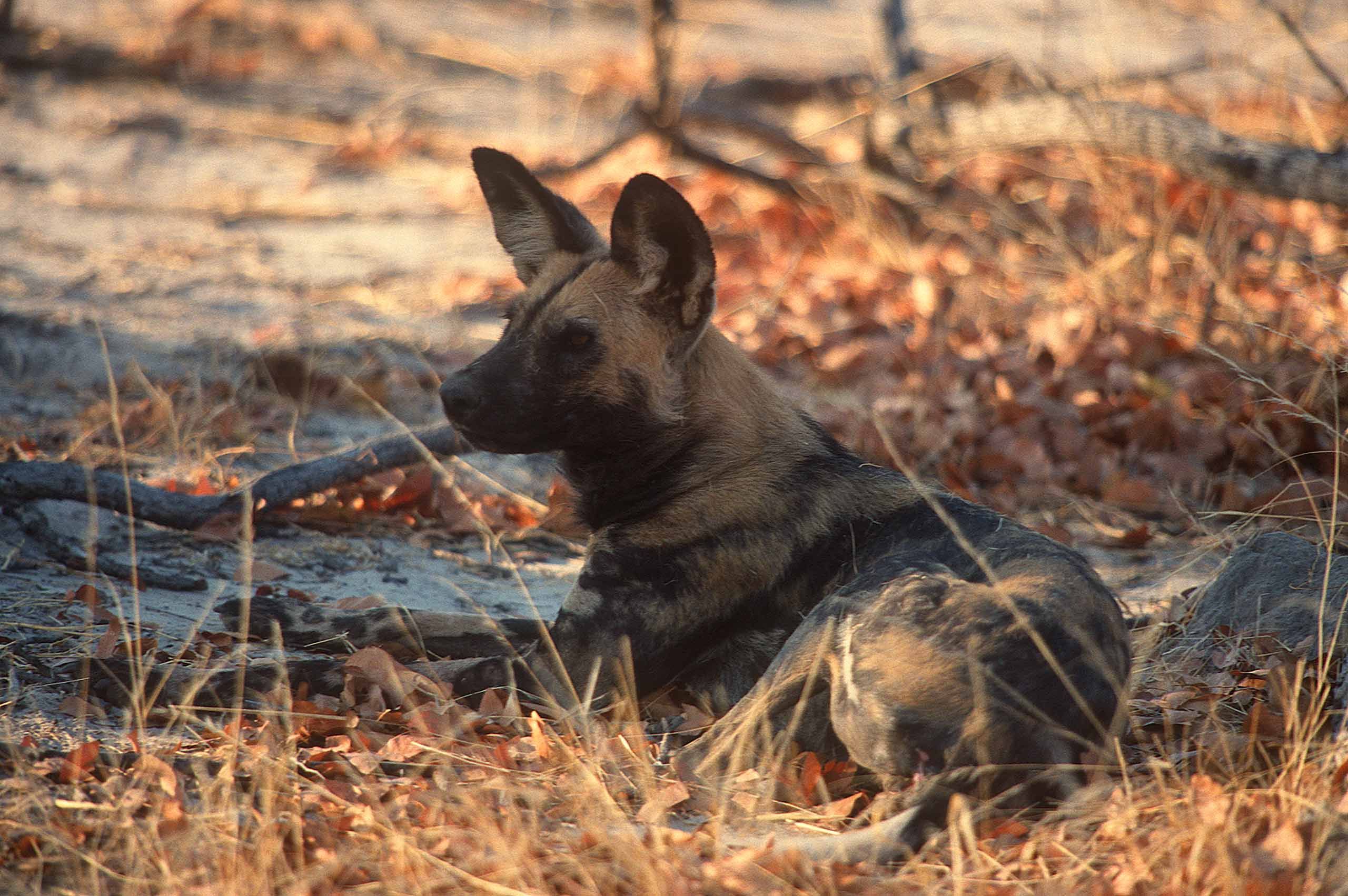 A.AFR.wilddogs0009_opt.jpg