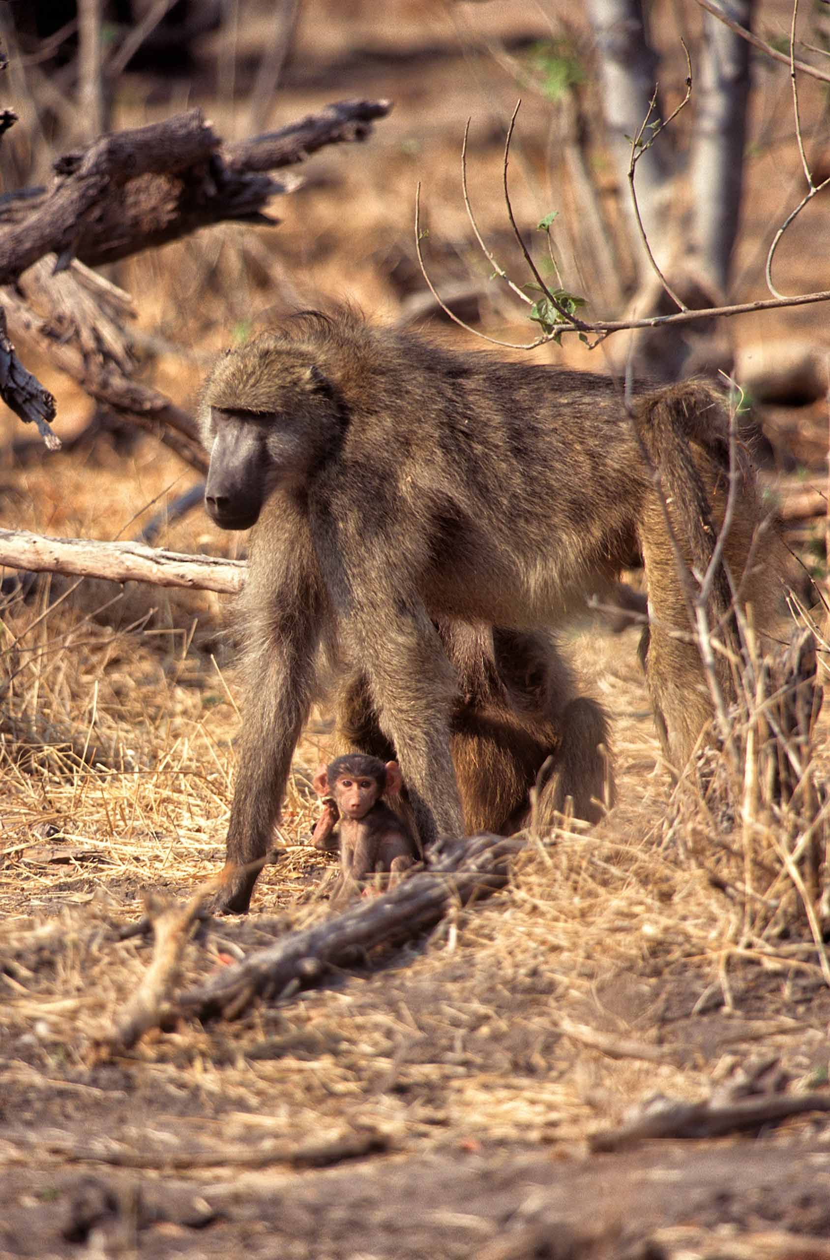 A.AFR.Baboon0002_opt.jpg