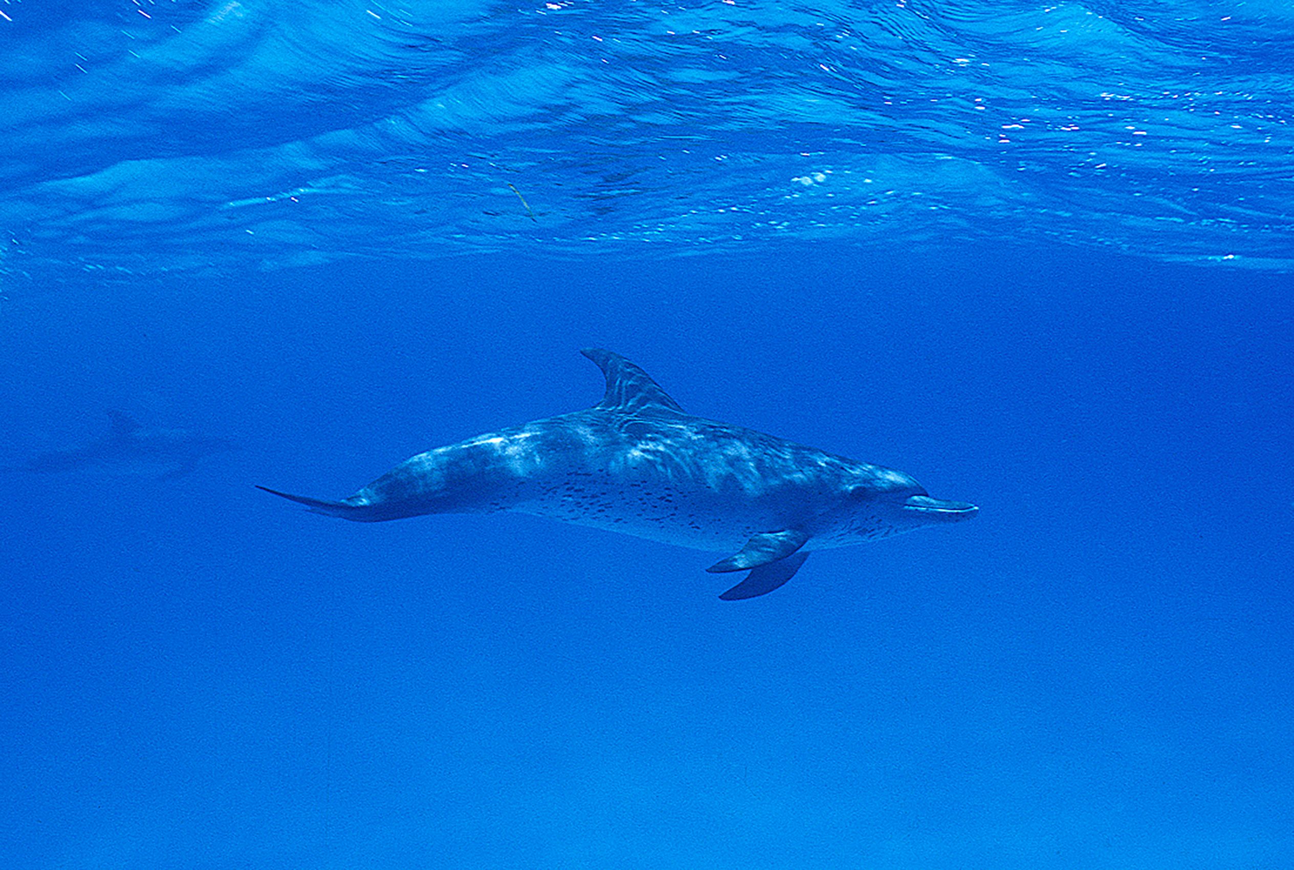 Marine Life 0078.jpg