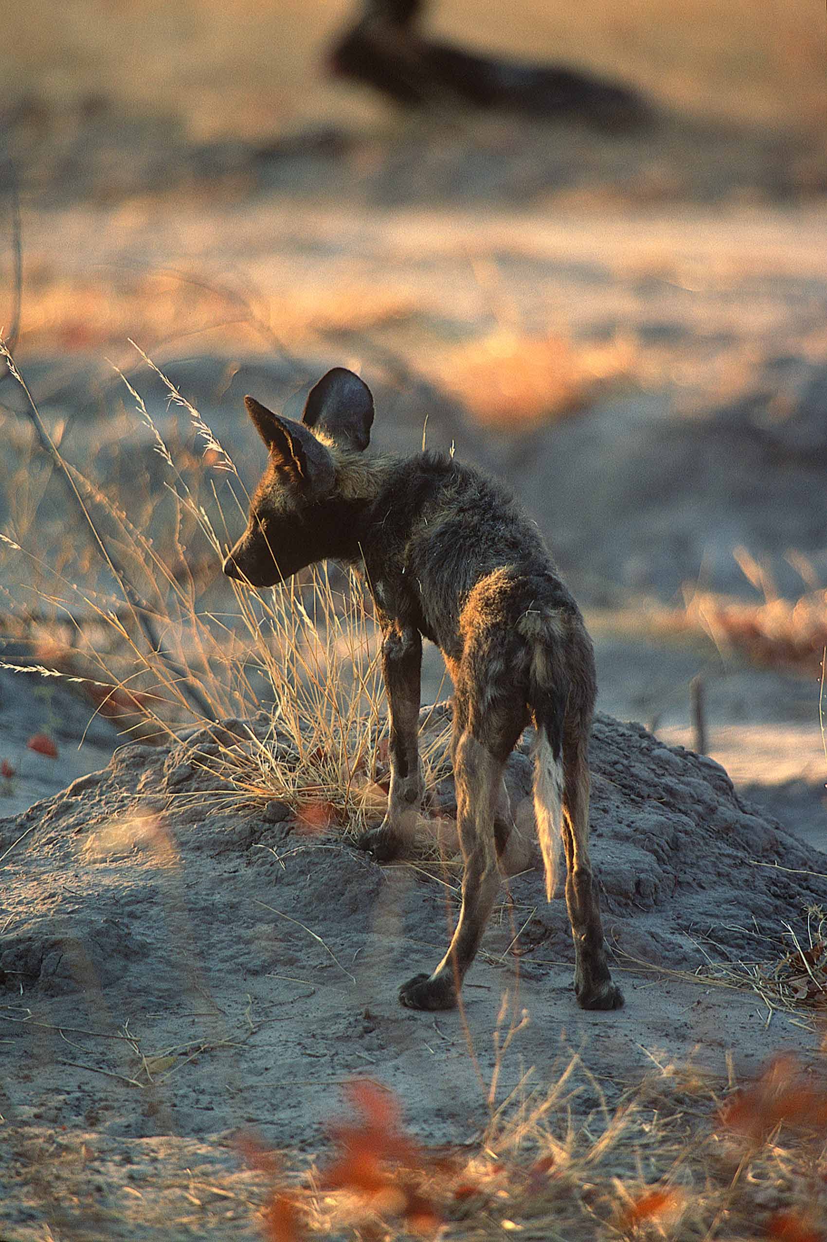 A.AFR.wilddogs0008_opt.jpg