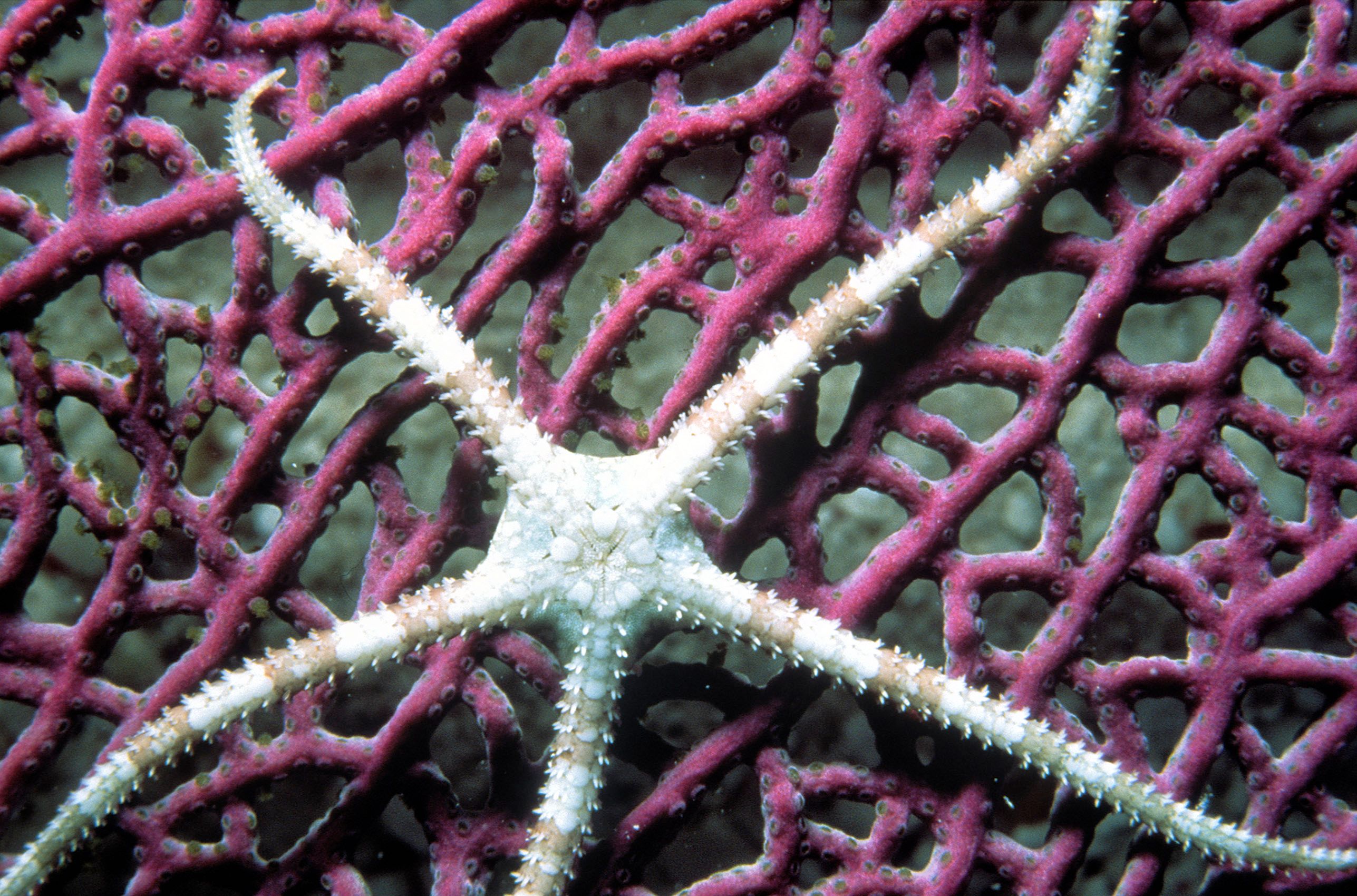 Marine Life 0003.jpg