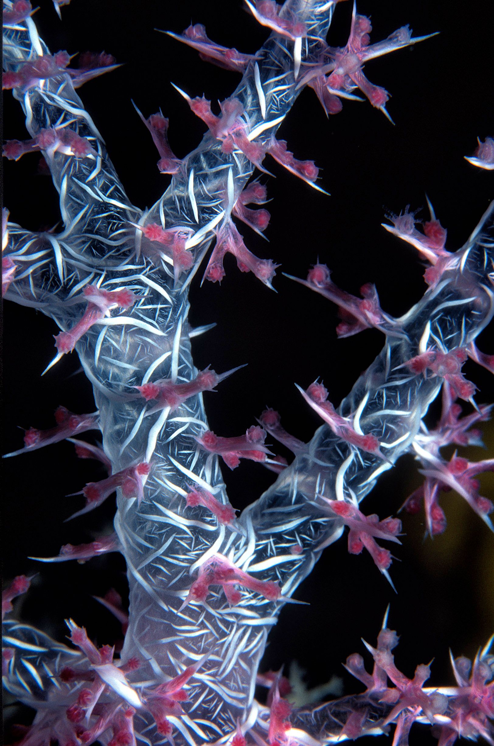 Marine Life 0174.jpg