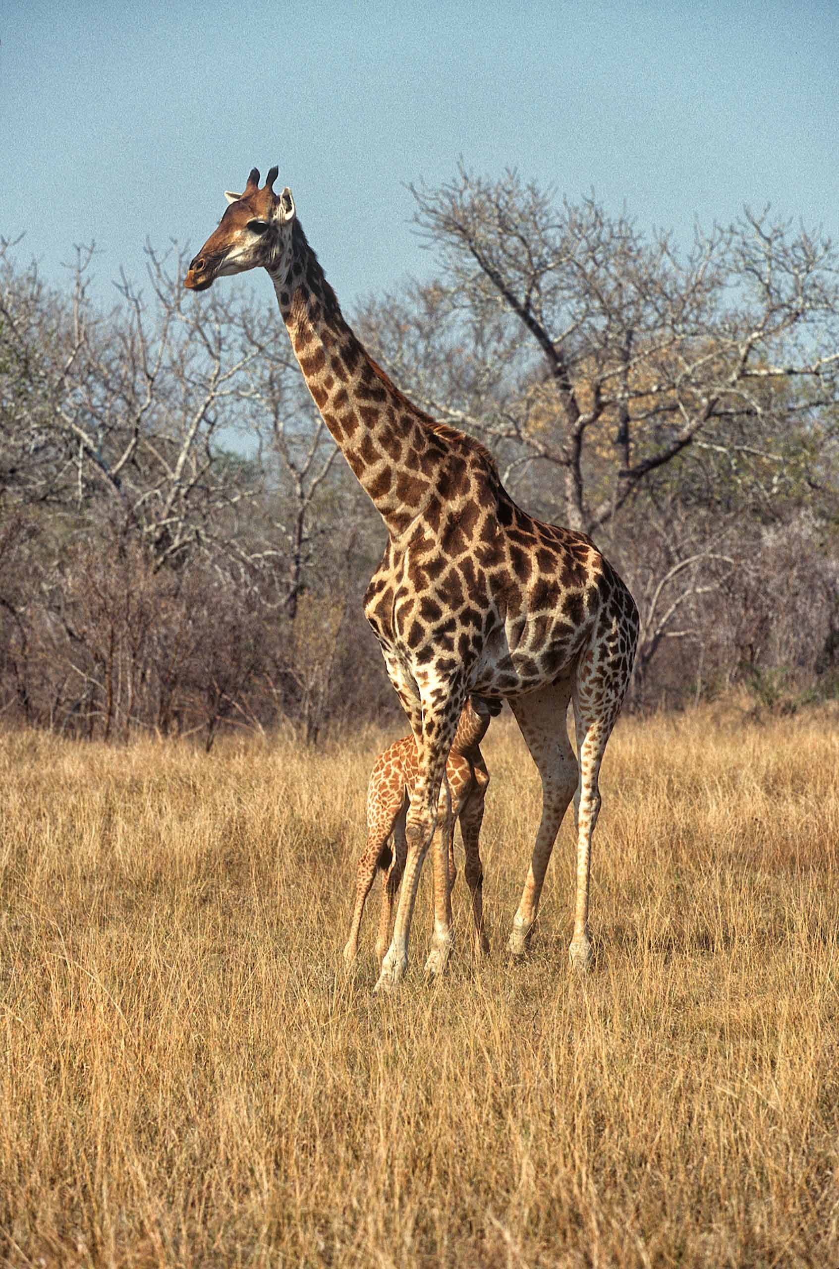 A.AFR.Giraffe0009_opt.jpg