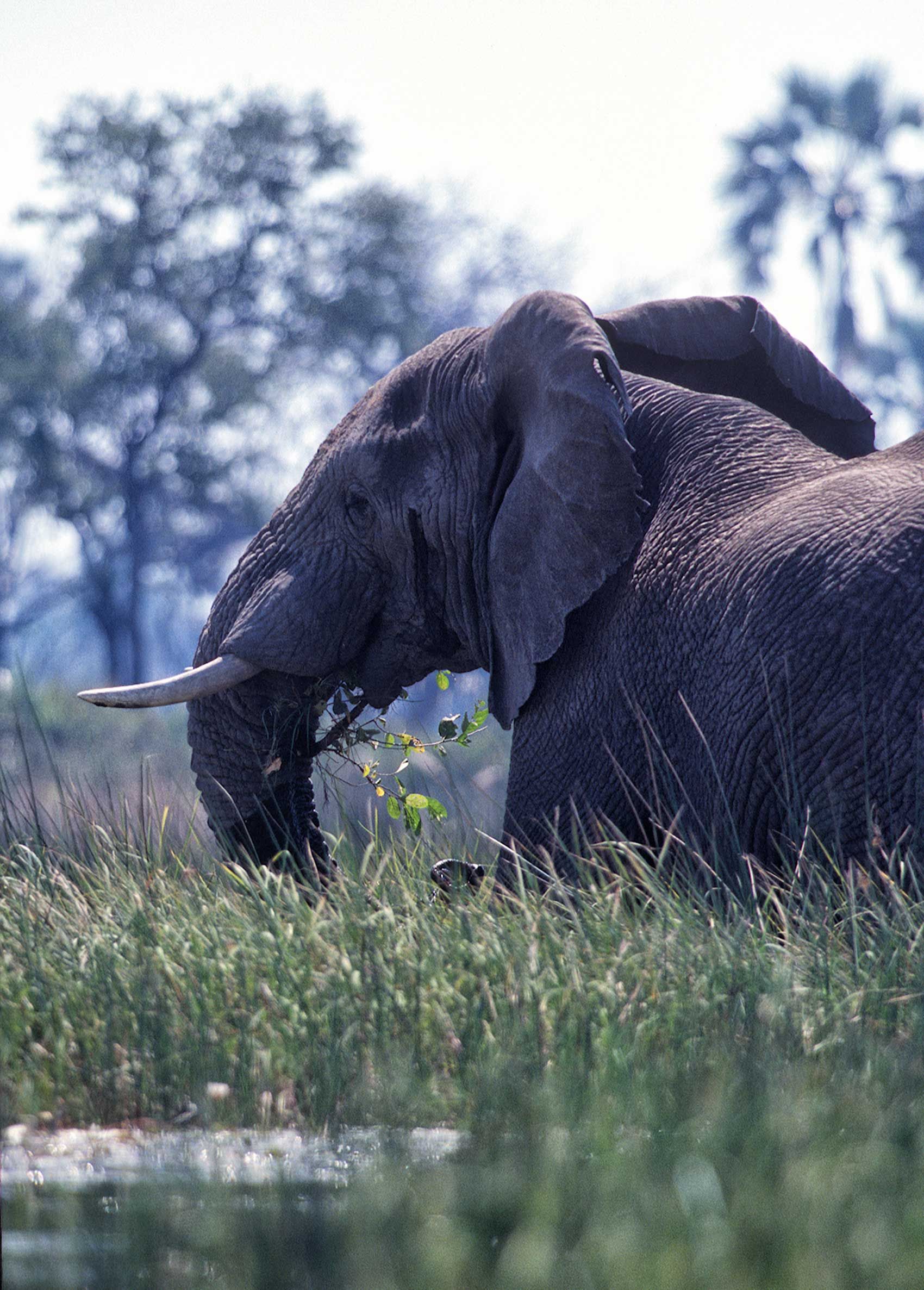 A.AFR.ELEPHANT000032_opt.jpg