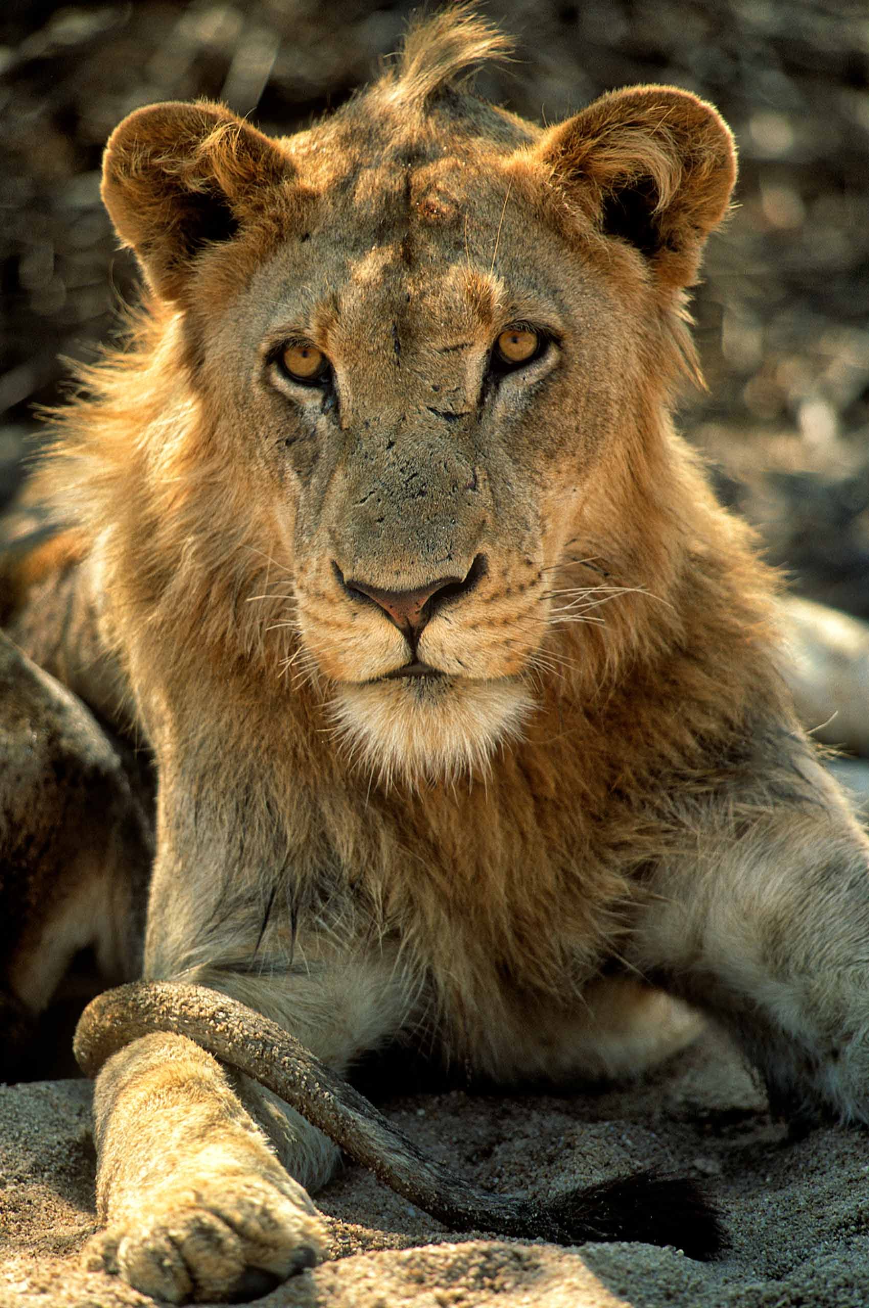 A.AFR.Lion00007_opt.jpg
